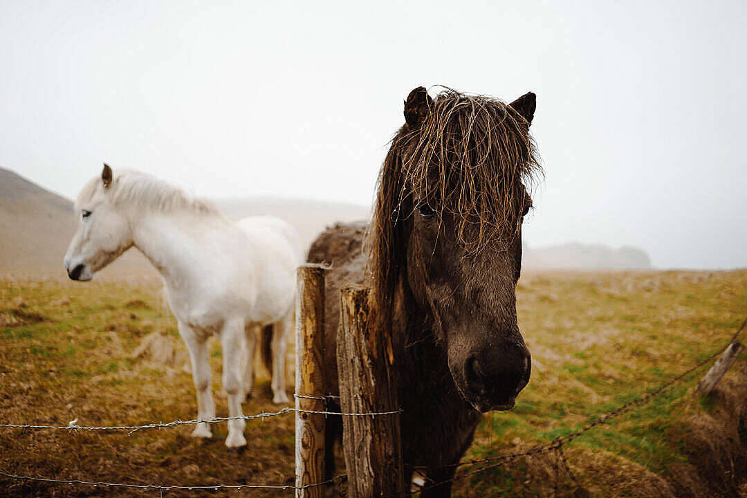 Download Icelandic Horses Free Stock Photo Background