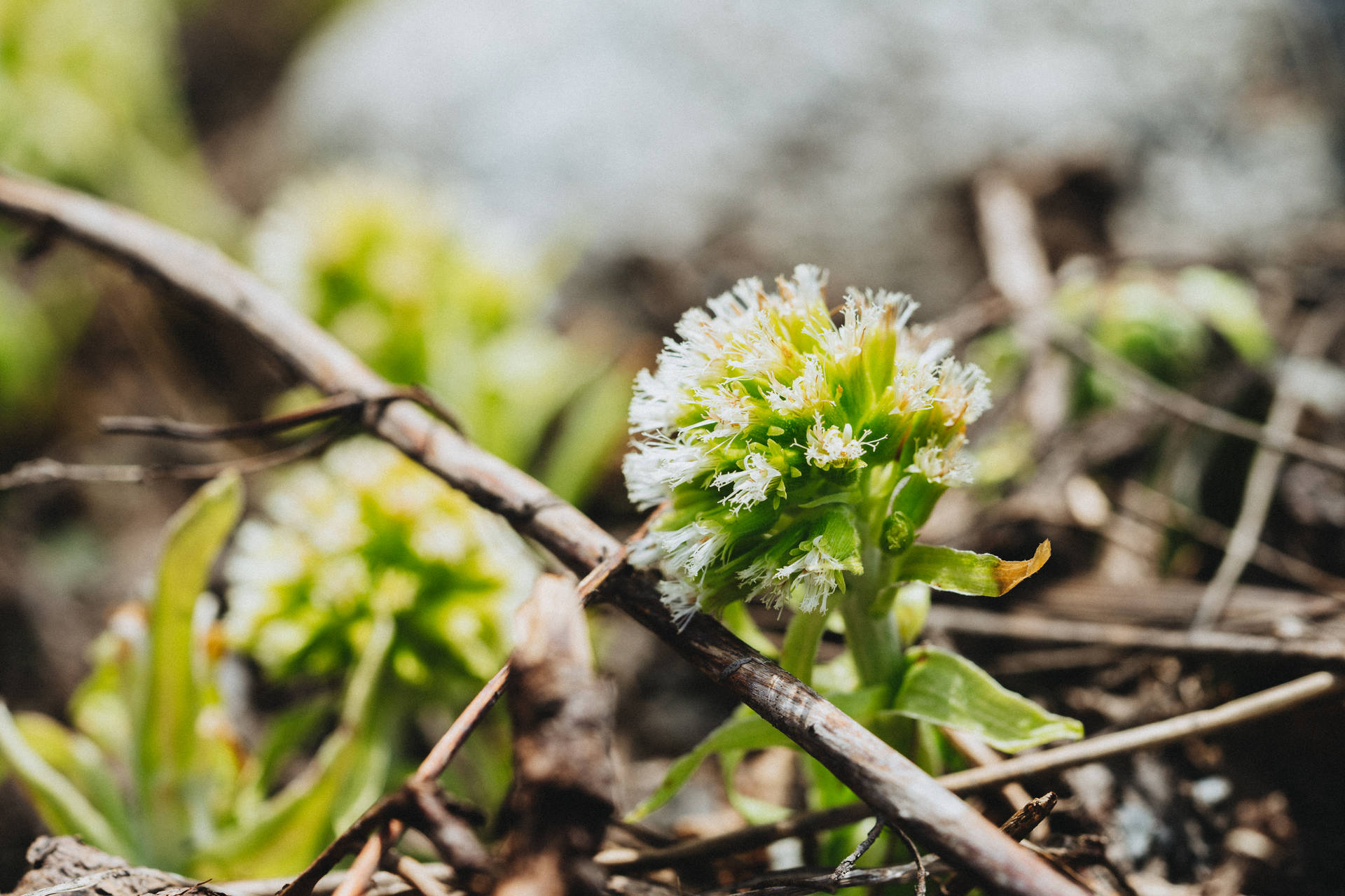 Download Mountain Flowers #2 Free Stock Photo Background