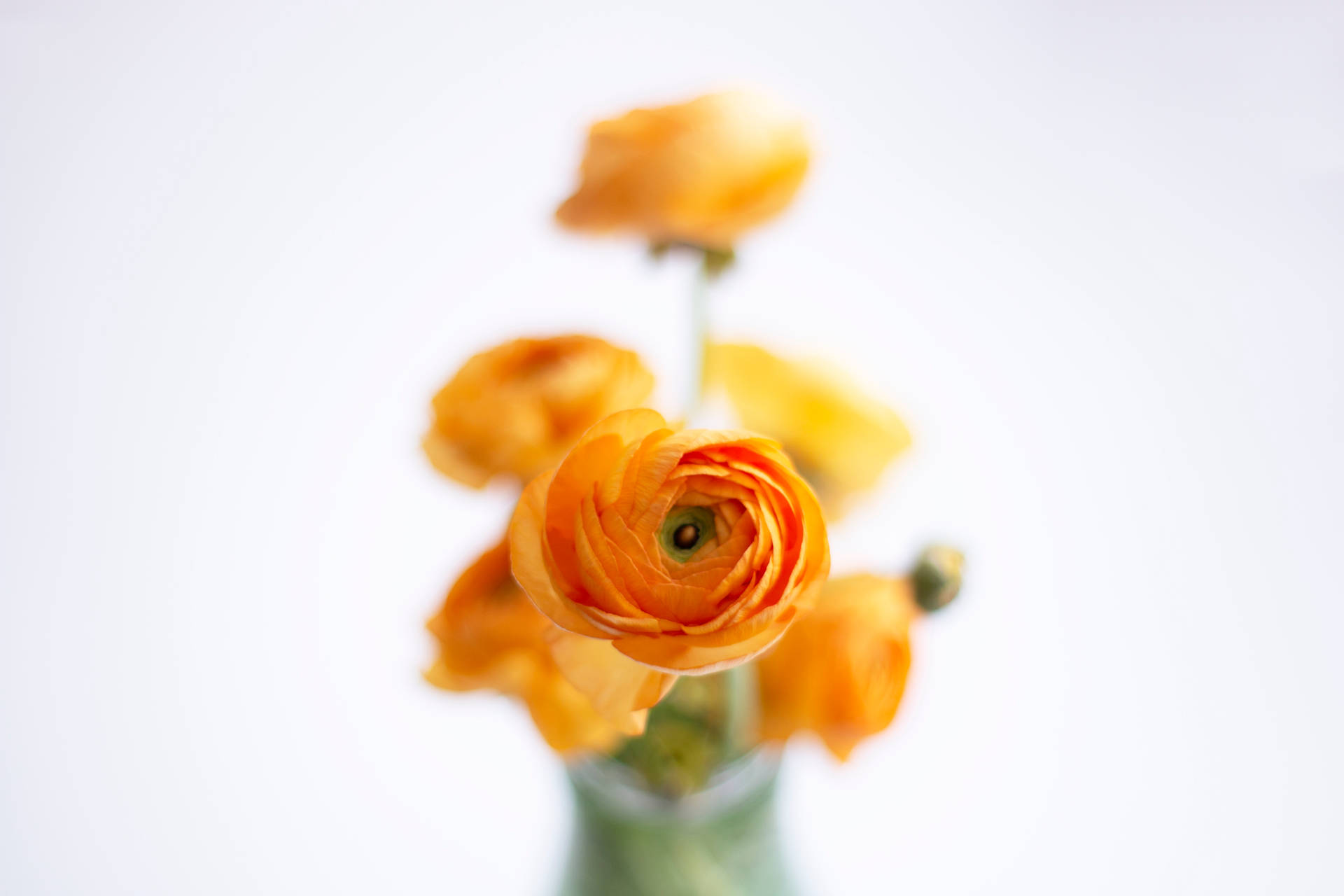 Download Orange Flowers Close Up Free Stock Photo Background