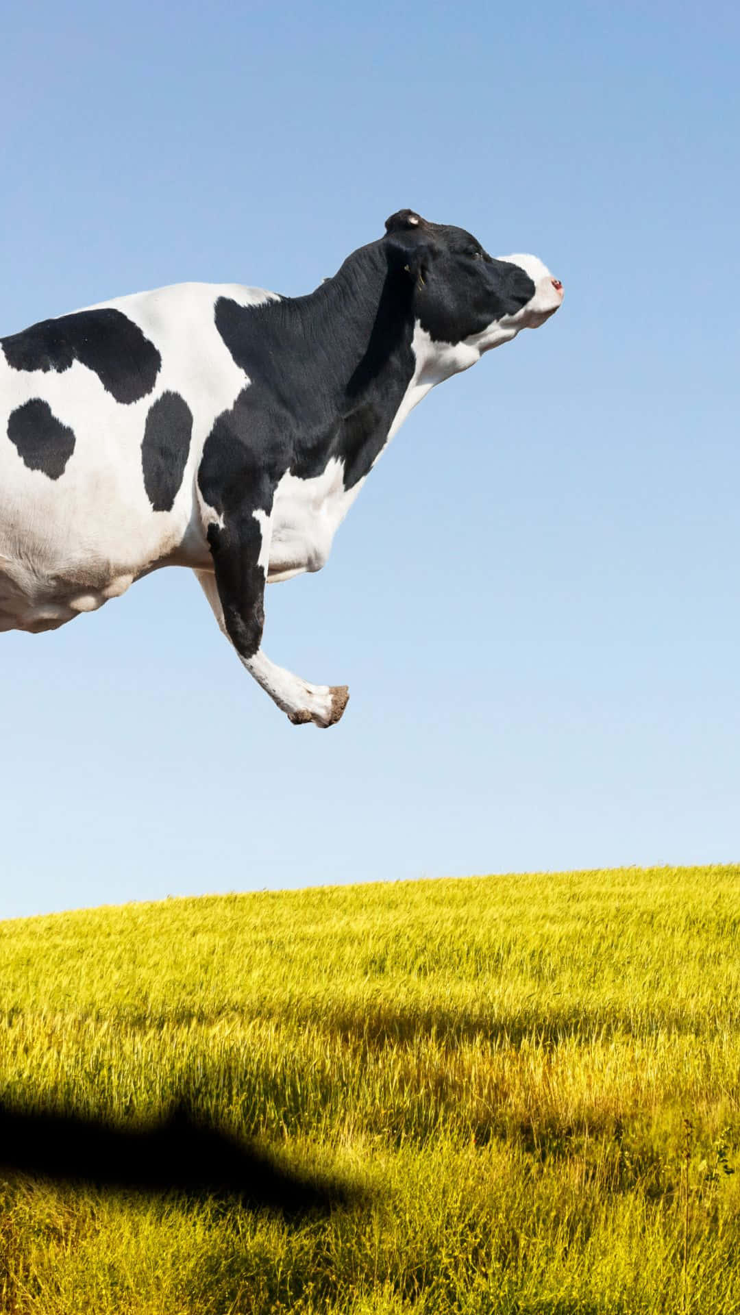 Download Our Newest Cow Themed Iphone Wallpapers!