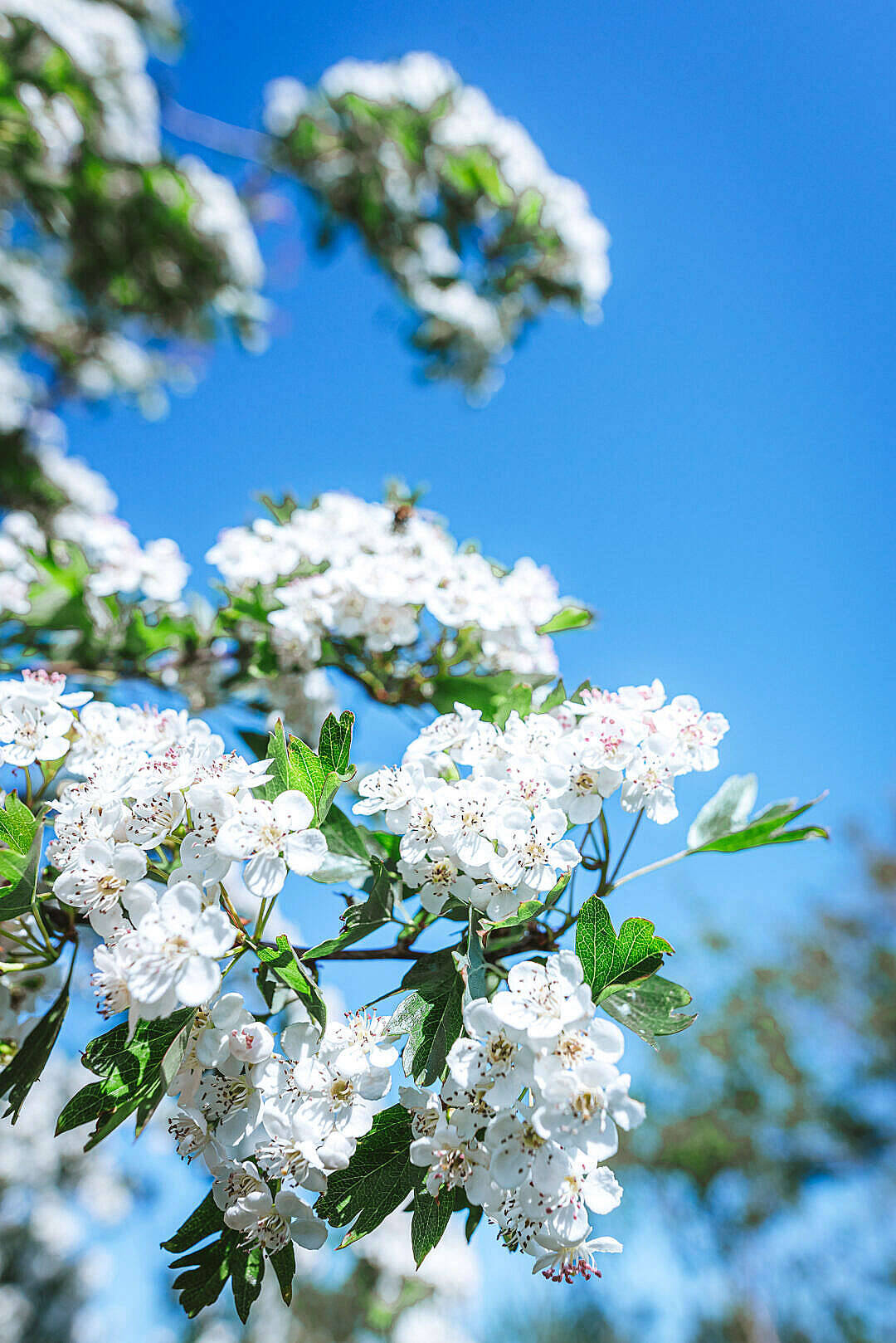 Download Spring Flowers Against Blue Sky Free Stock Photo Background