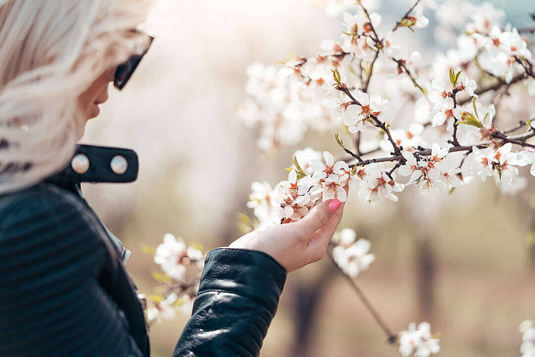 Download Woman Enjoying The Flowers Of An Almond Tree Free Stock Photo Background