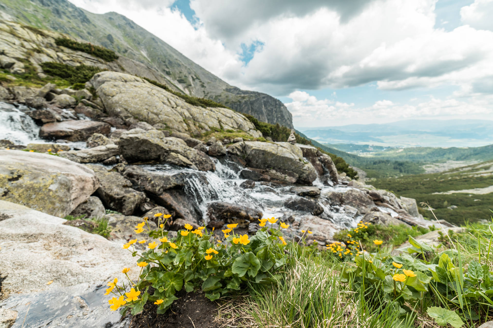 Download Yellow Flowers And Mountain Waterfall In Pure Nature Free Stock Photo Background