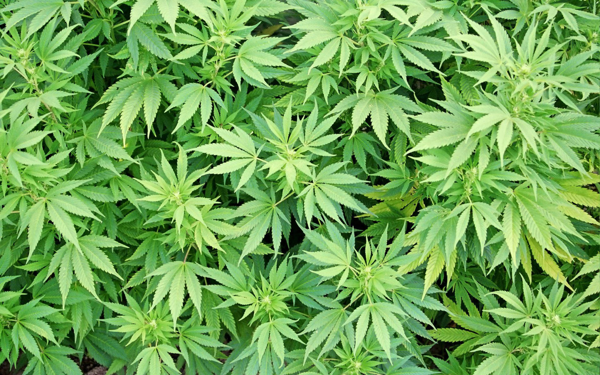 Dozen Of Cannabis Background