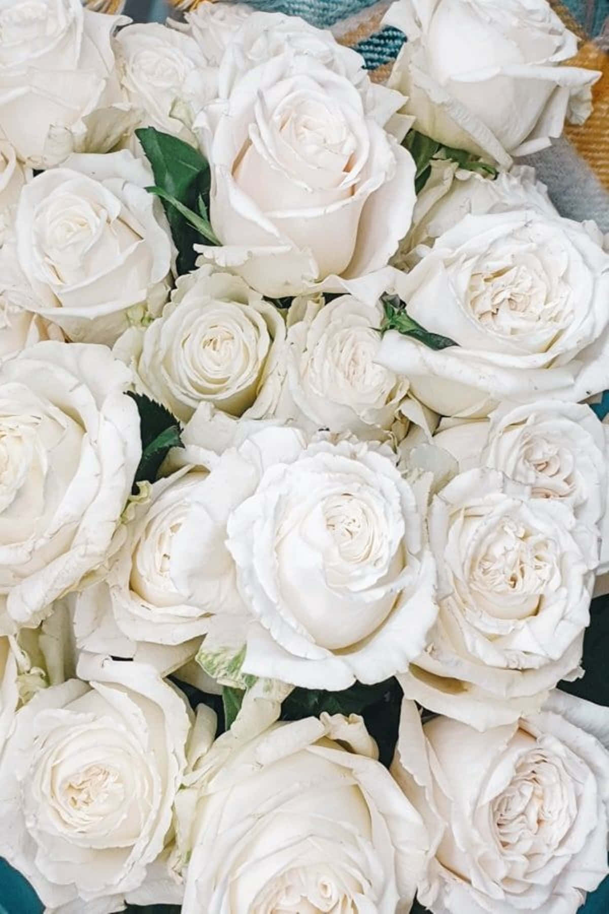 Dozens White Roses Aesthetic Tight Shot