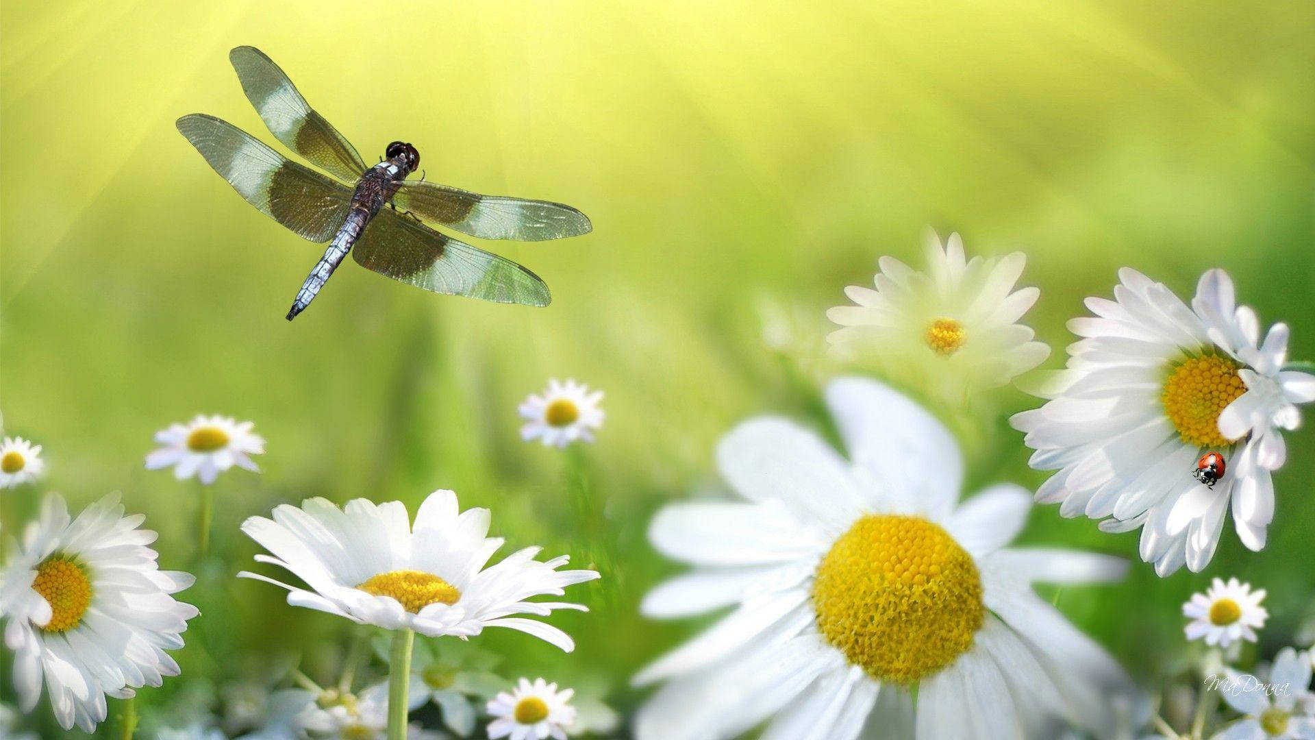 Dragonfly Above White Daisies Background