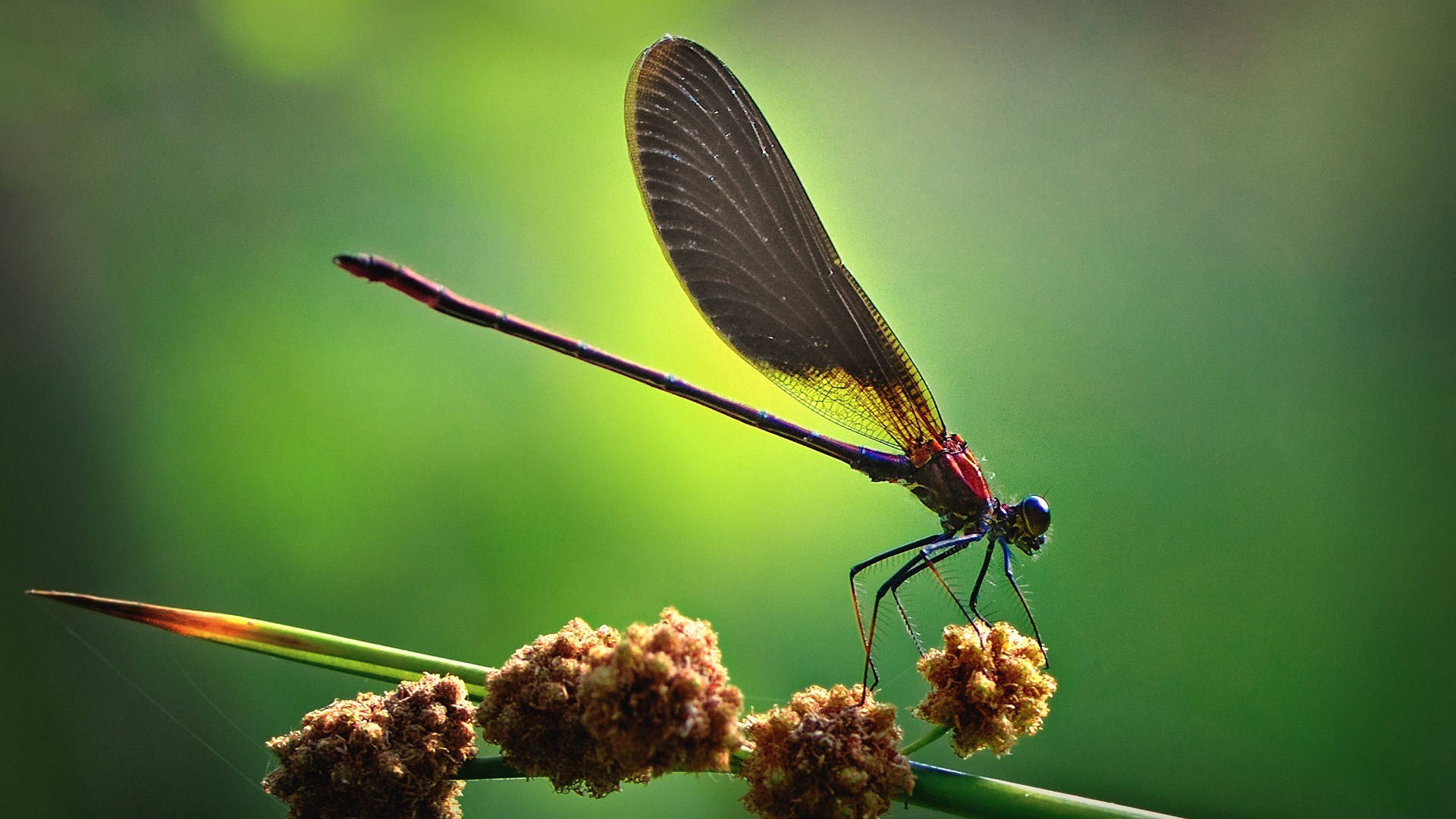 Dragonfly Carrying Pollen Background