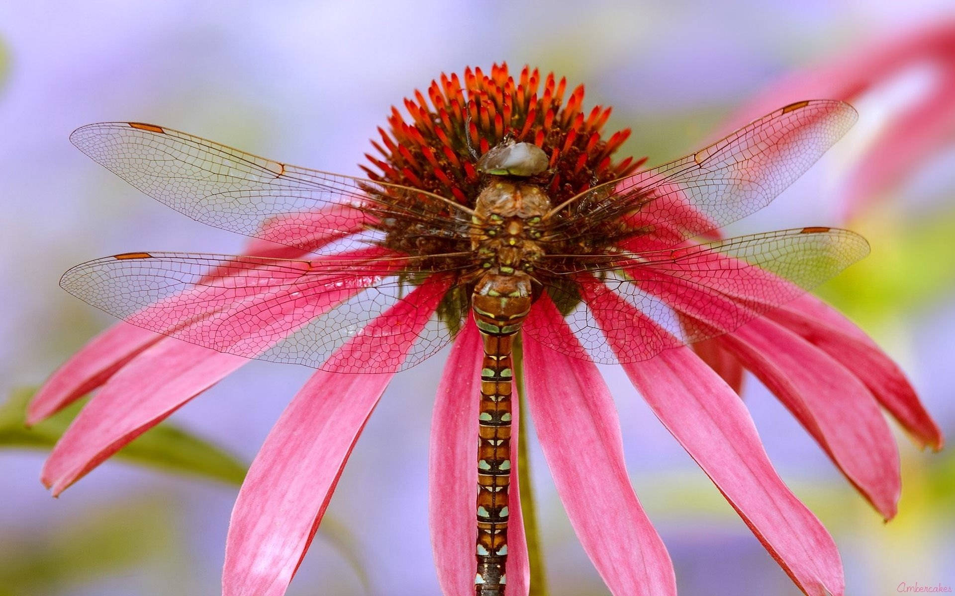 Dragonfly On A Coneflower Background