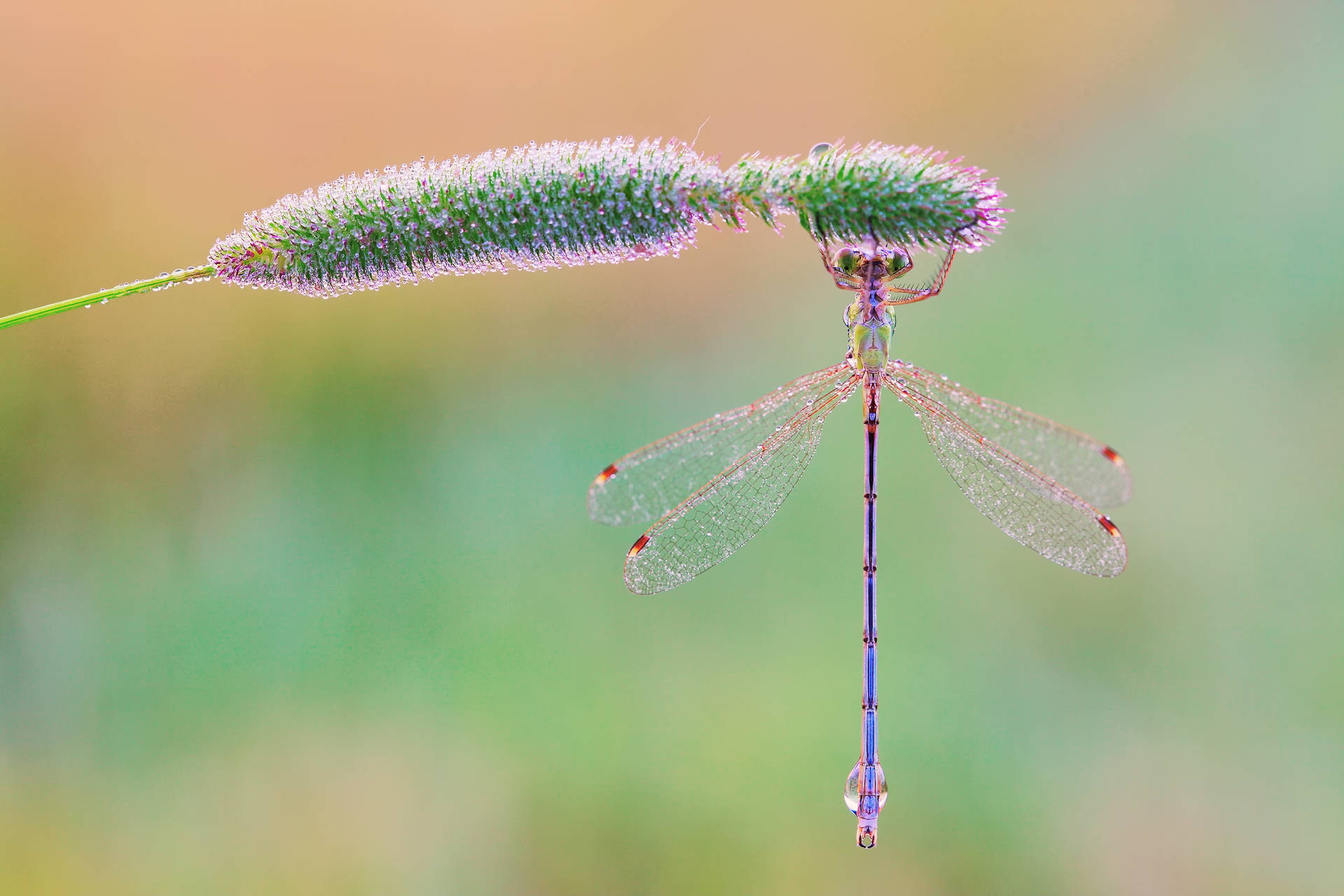 Dragonfly On A Long Bud Background