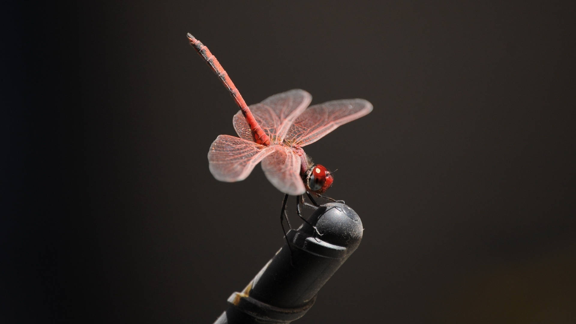 Dragonfly On A Rod Background