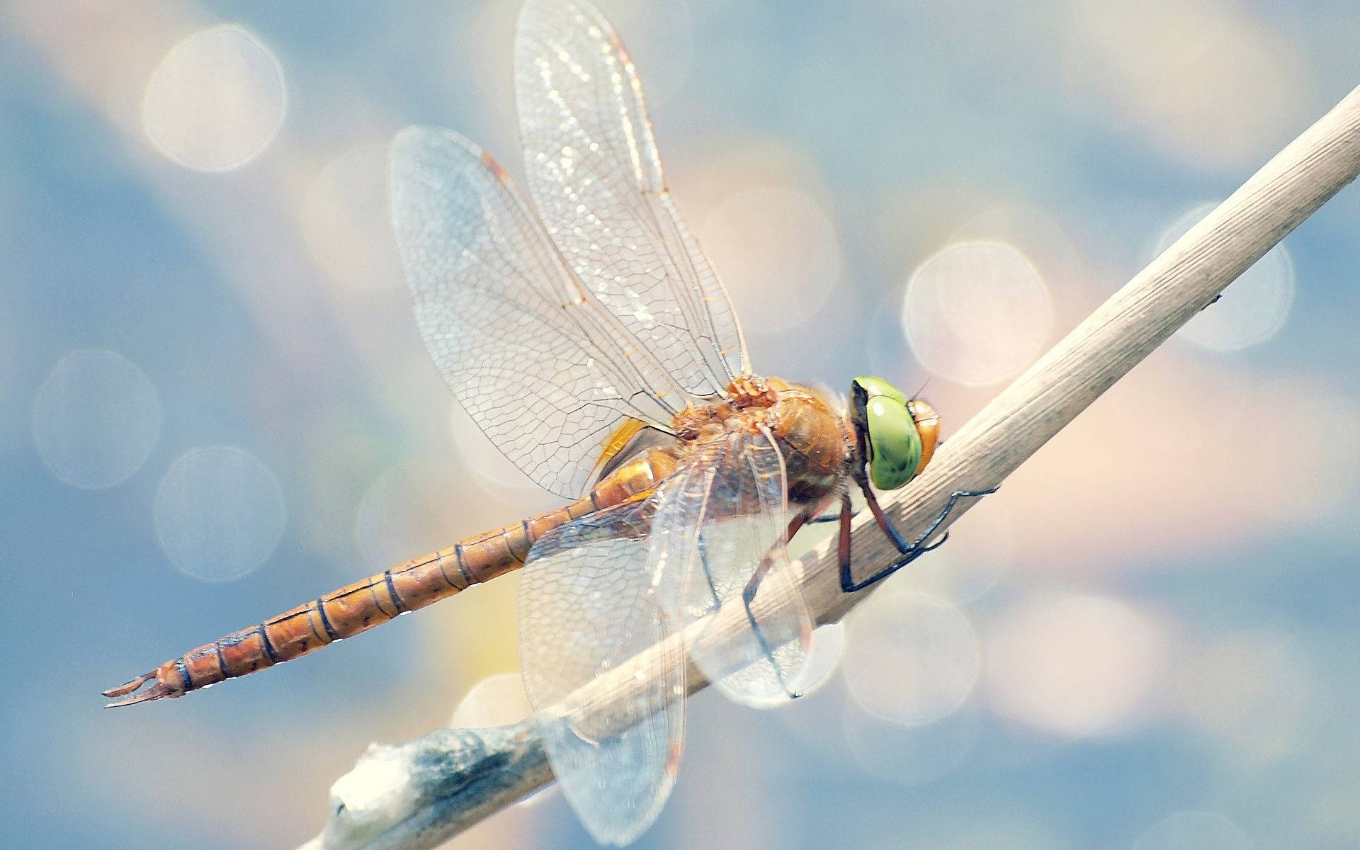 Dragonfly On A White Twig Background