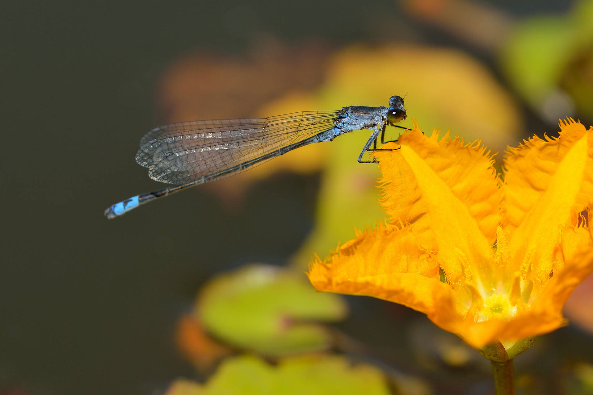 Dragonfly On A Yellow Flower Background