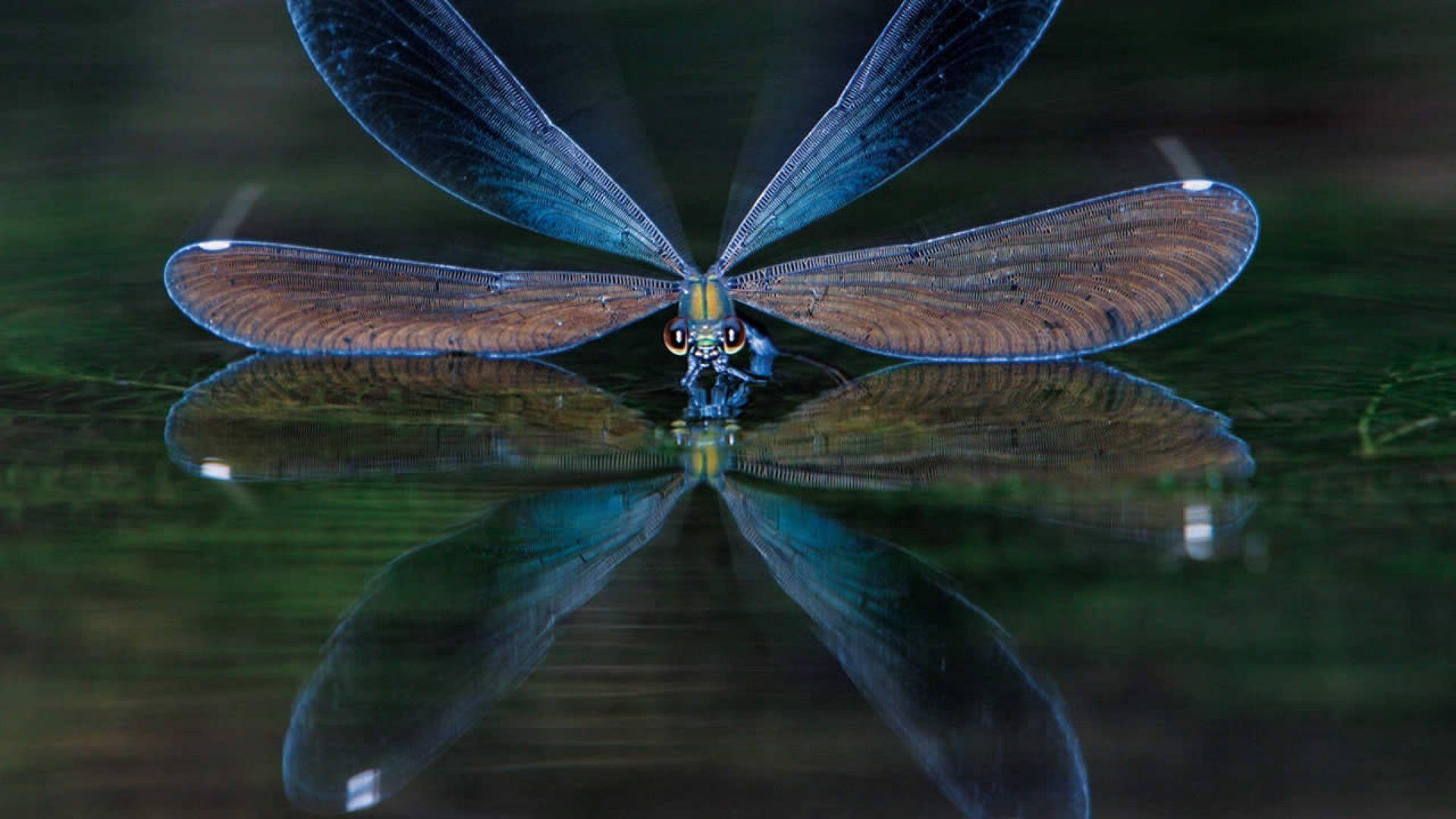 Dragonfly Water Reflection Background