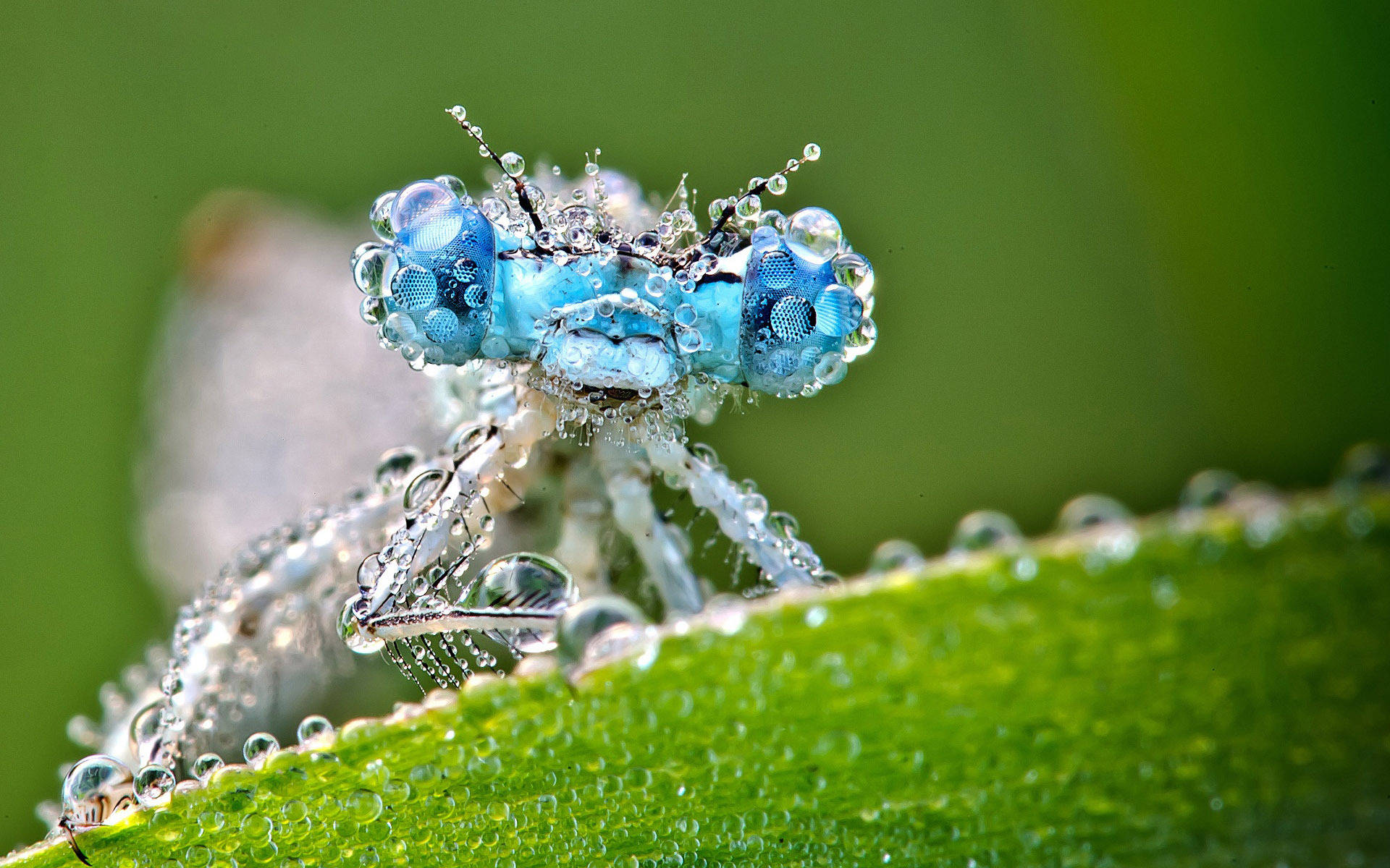 Dragonfly With Water Droplets Background