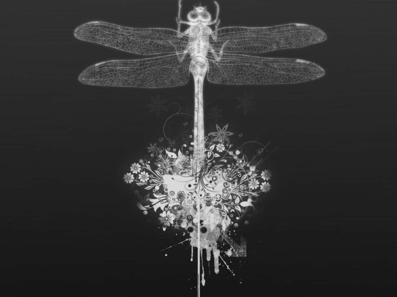 Dragonfly - X-ray - Black And White