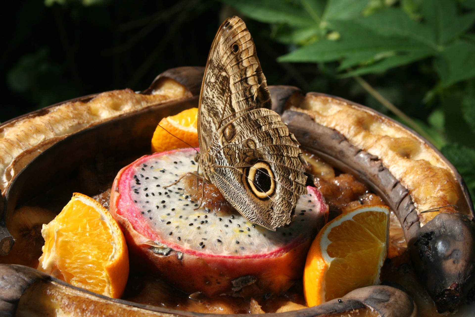 Dragonfruit Butterfly Food Photography