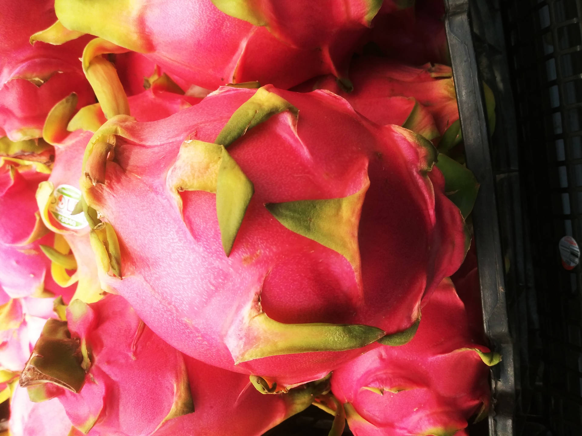 Dragonfruit Pink Skin Spikes Close Up Photography