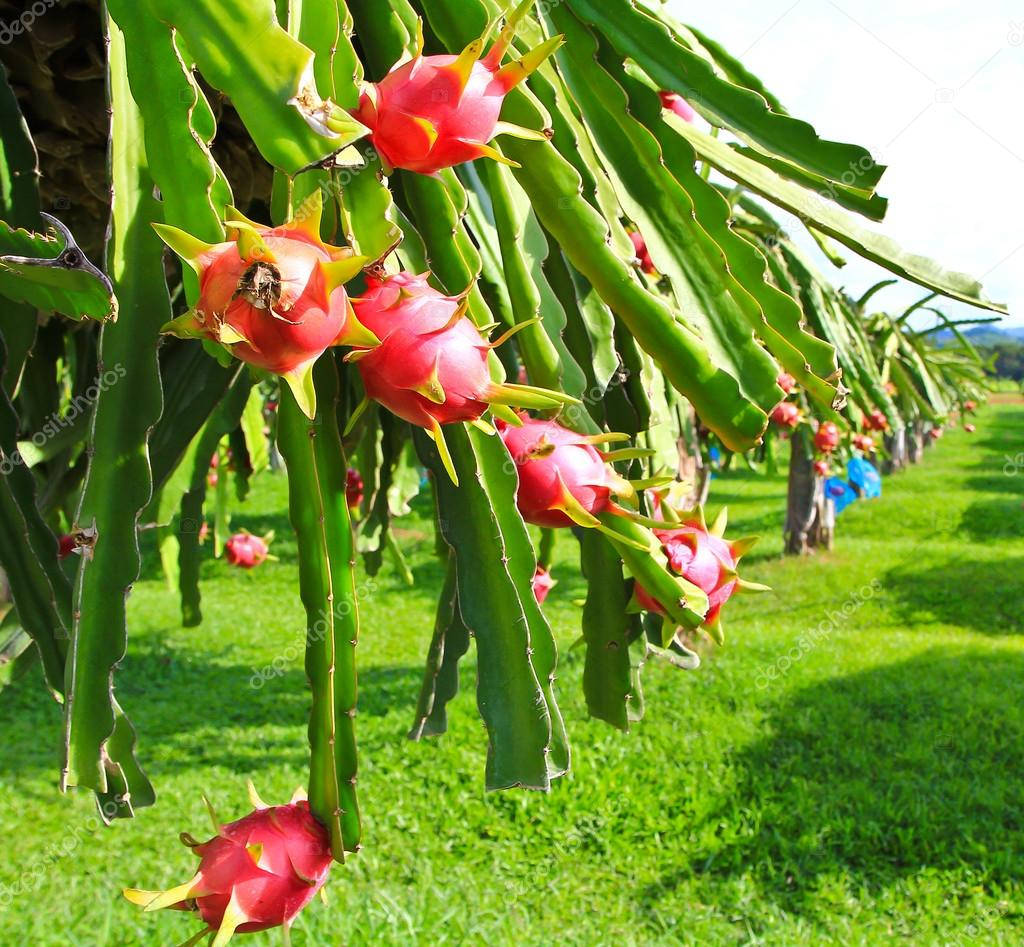 Dragonfruit Tree Blooming Photography