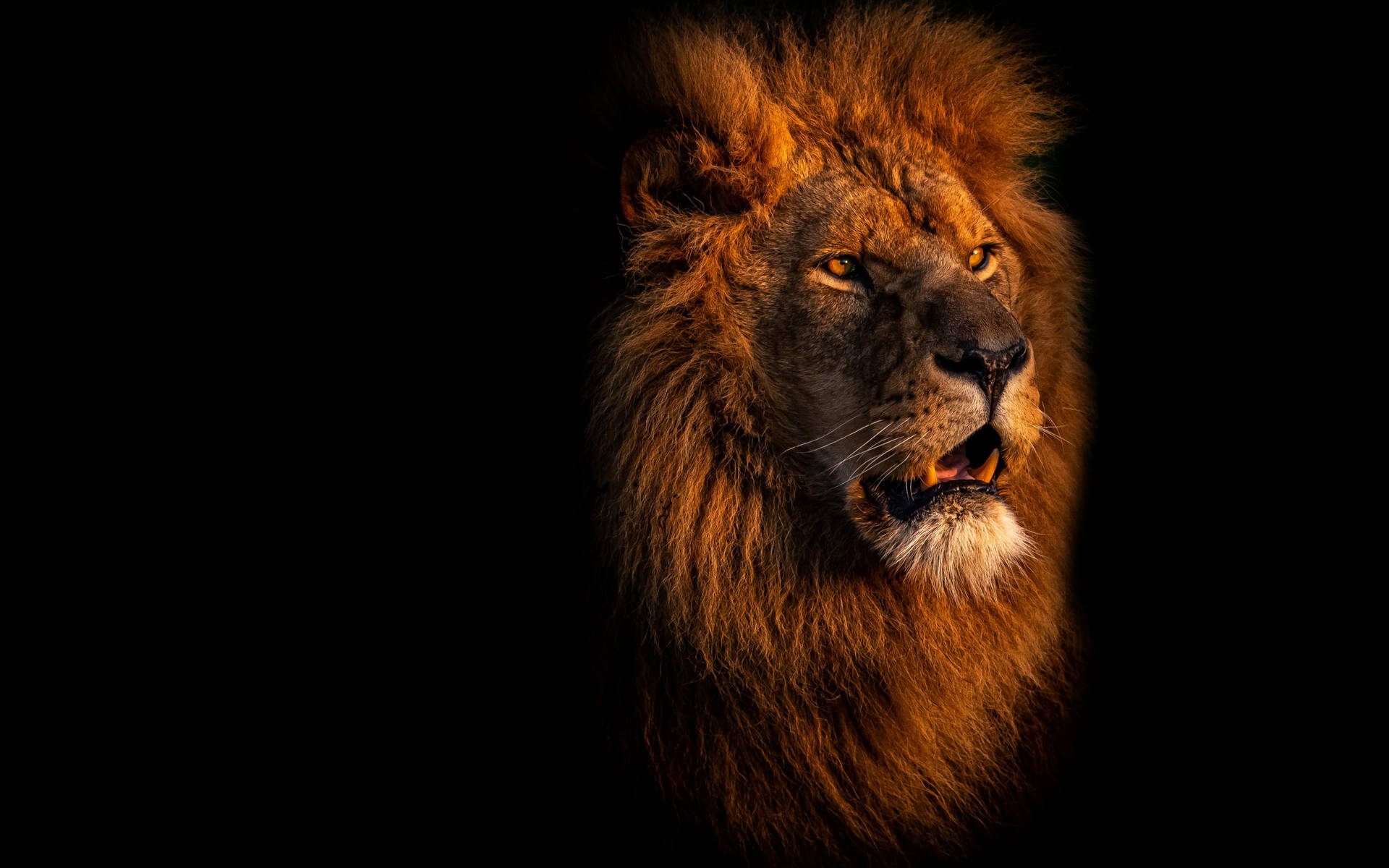 Dramatic Lion Laptop Background