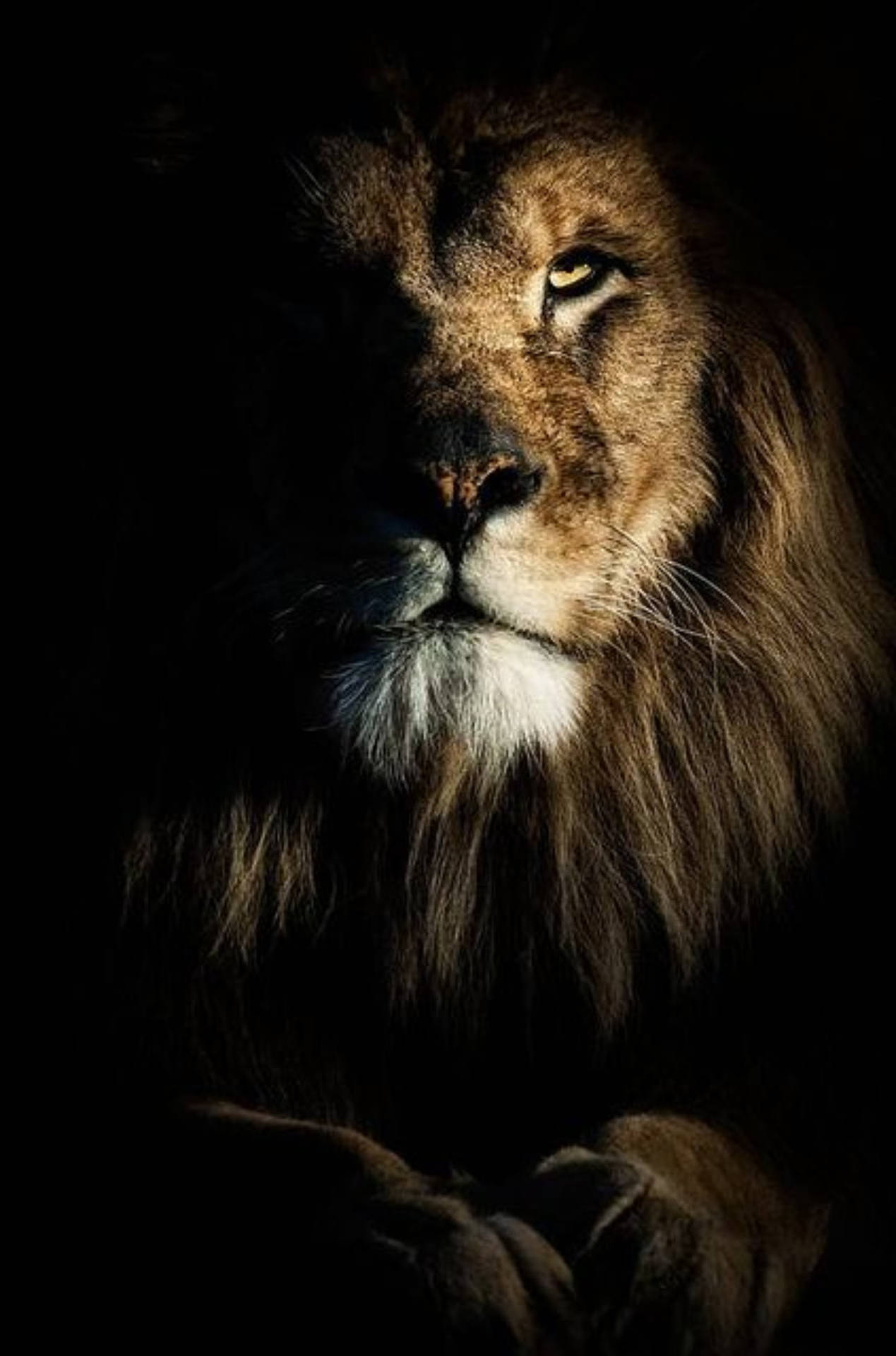 Dramatic Lion Phone Background