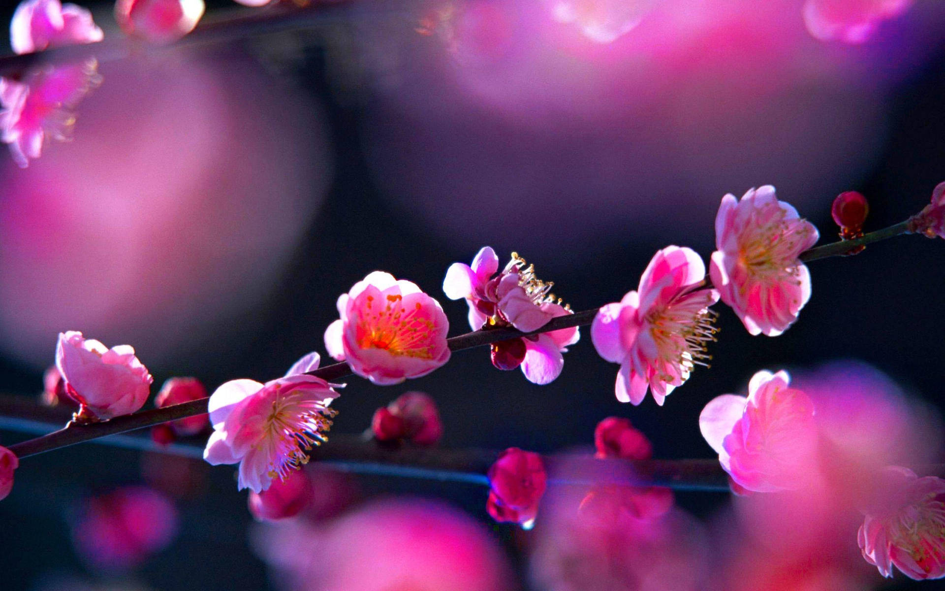 Dramatic Pink Flower Lighting Background