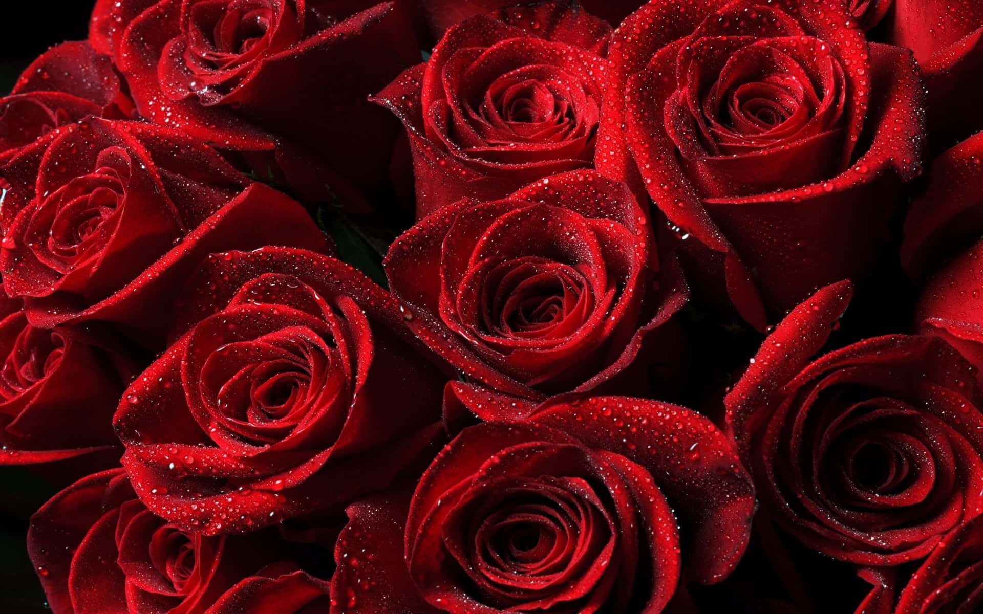 Dramatic Shadows Red Roses Laptop Background