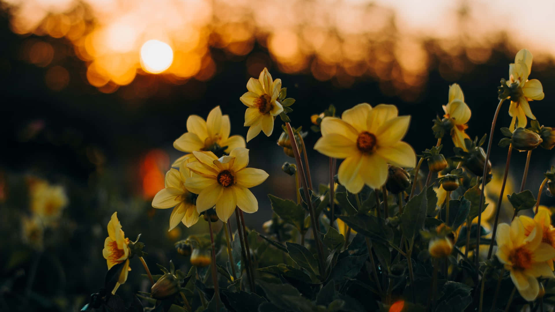 Dramatic Sunset In Yellow Aesthetic Flower Desktop