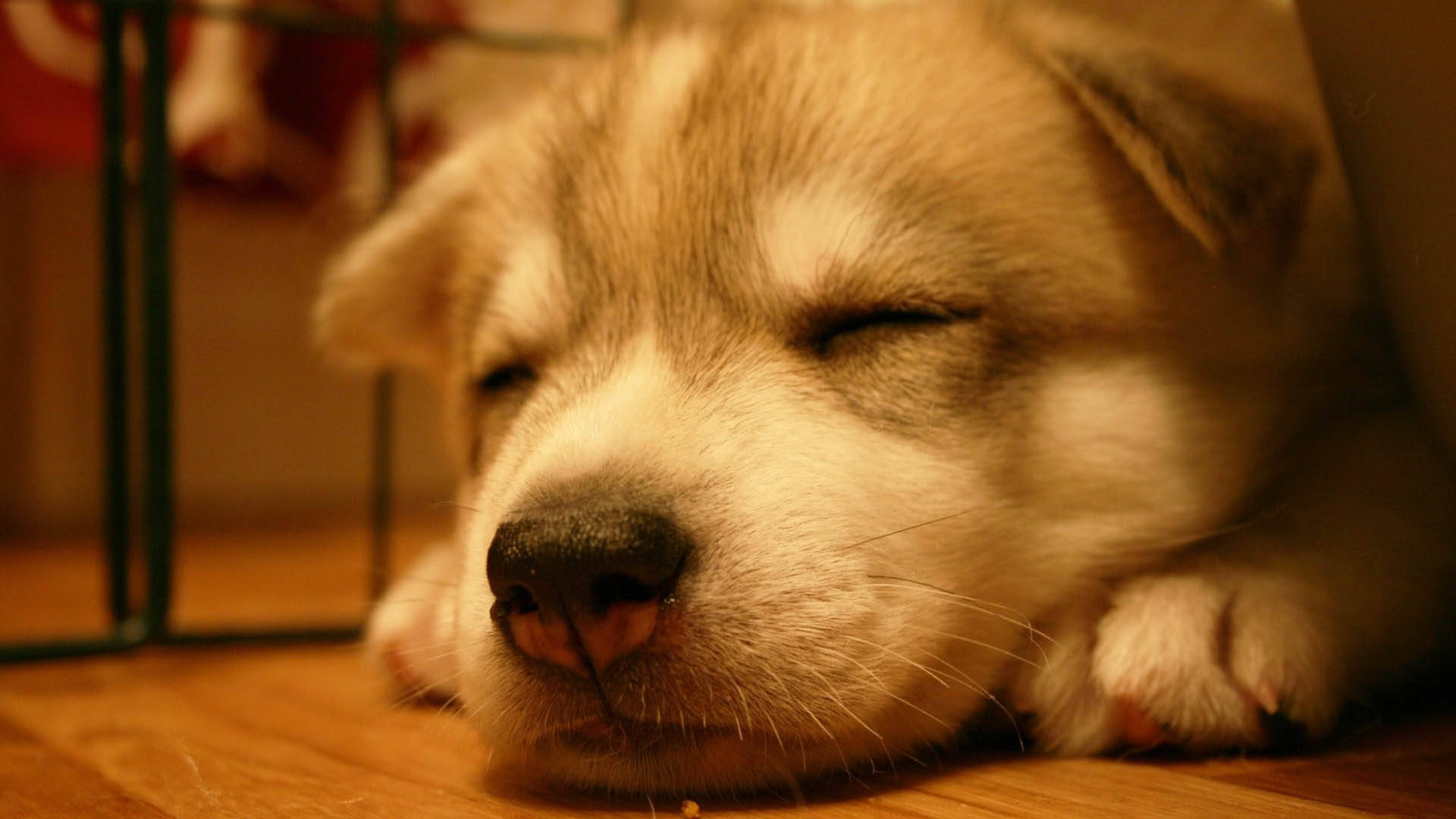 Dreamingly Sleeping Baby Dog