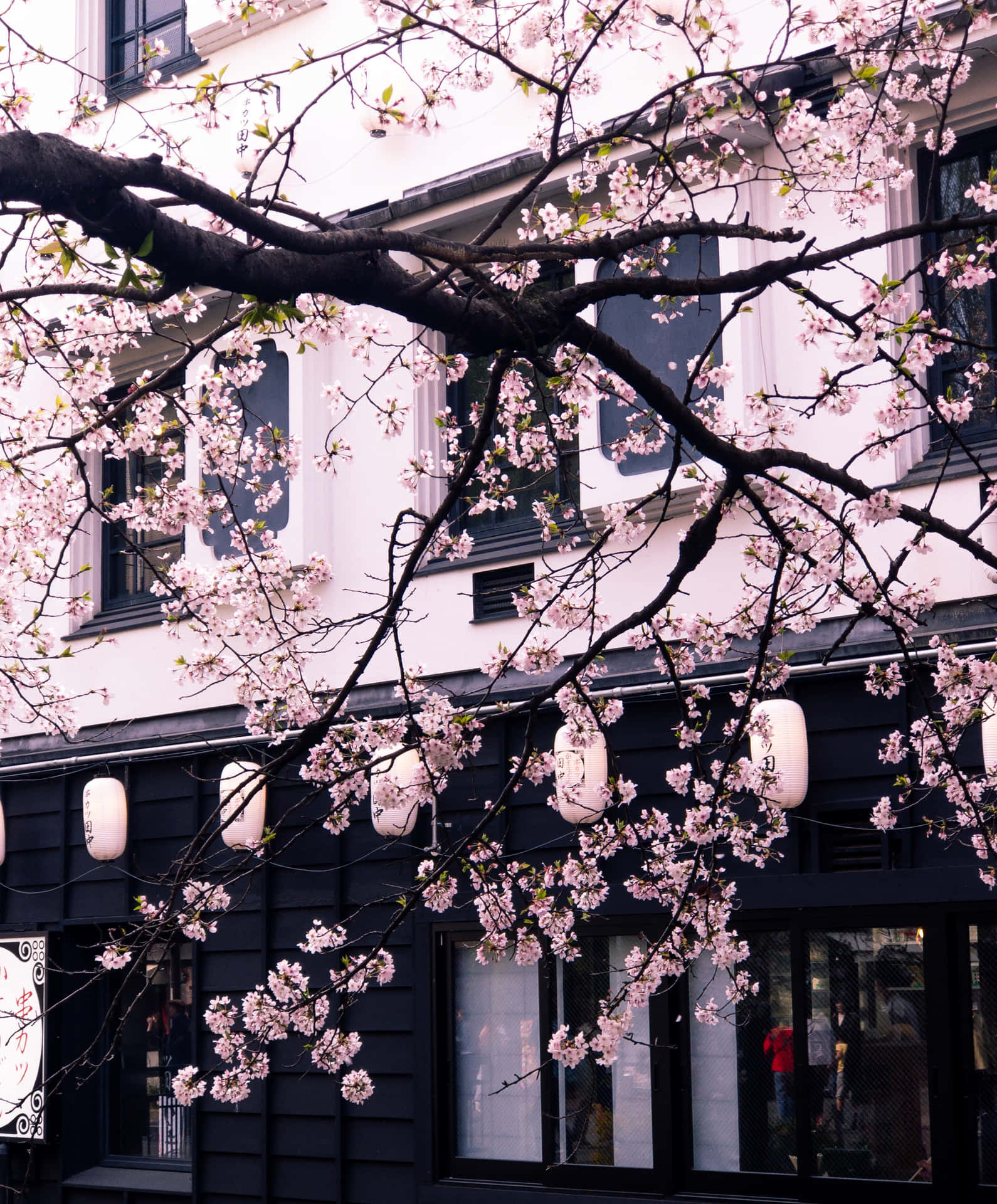 Dreamy Aesthetic Cherry Blossom Background