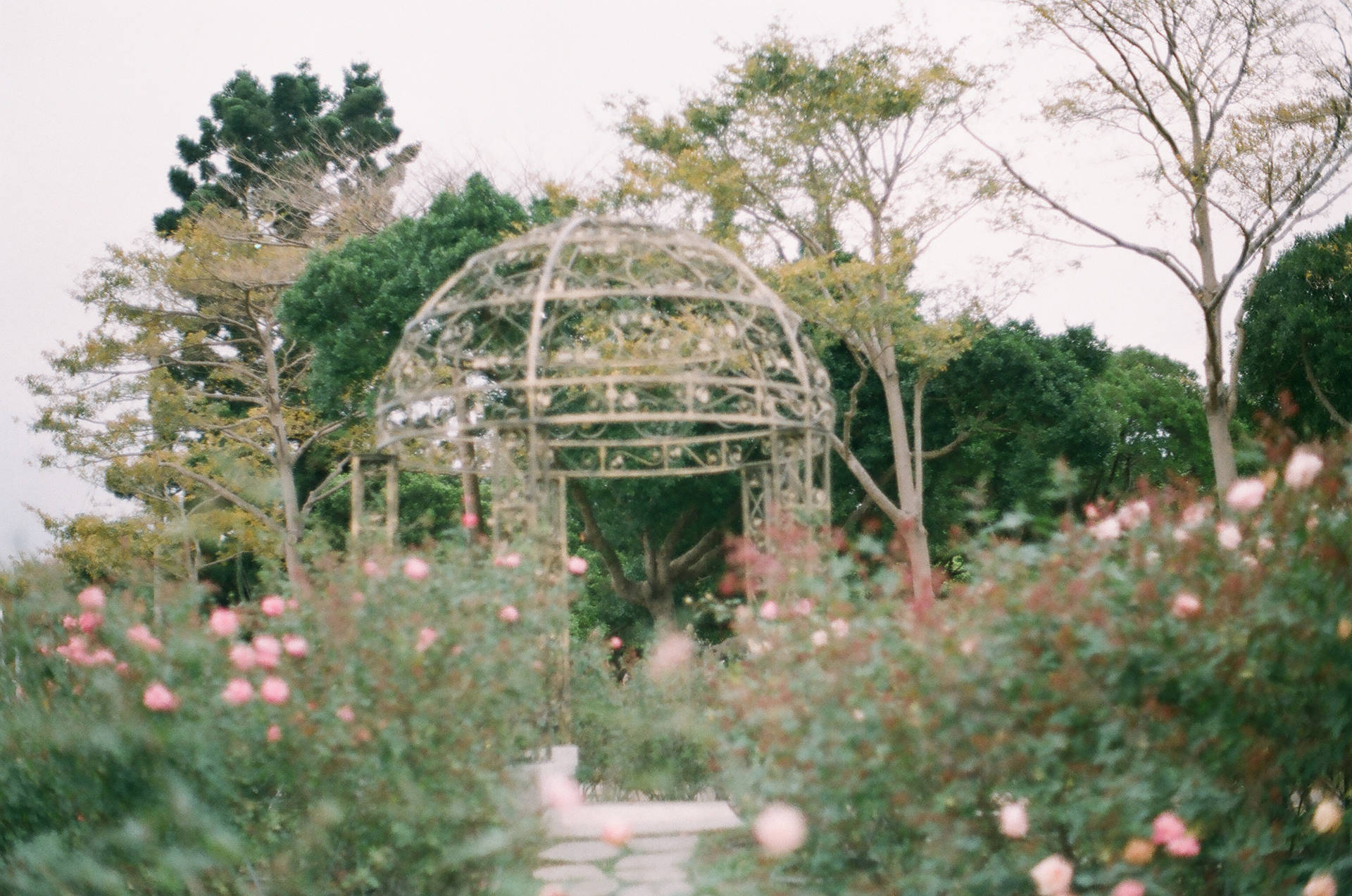 Dreamy Aesthetic Rose Garden Background