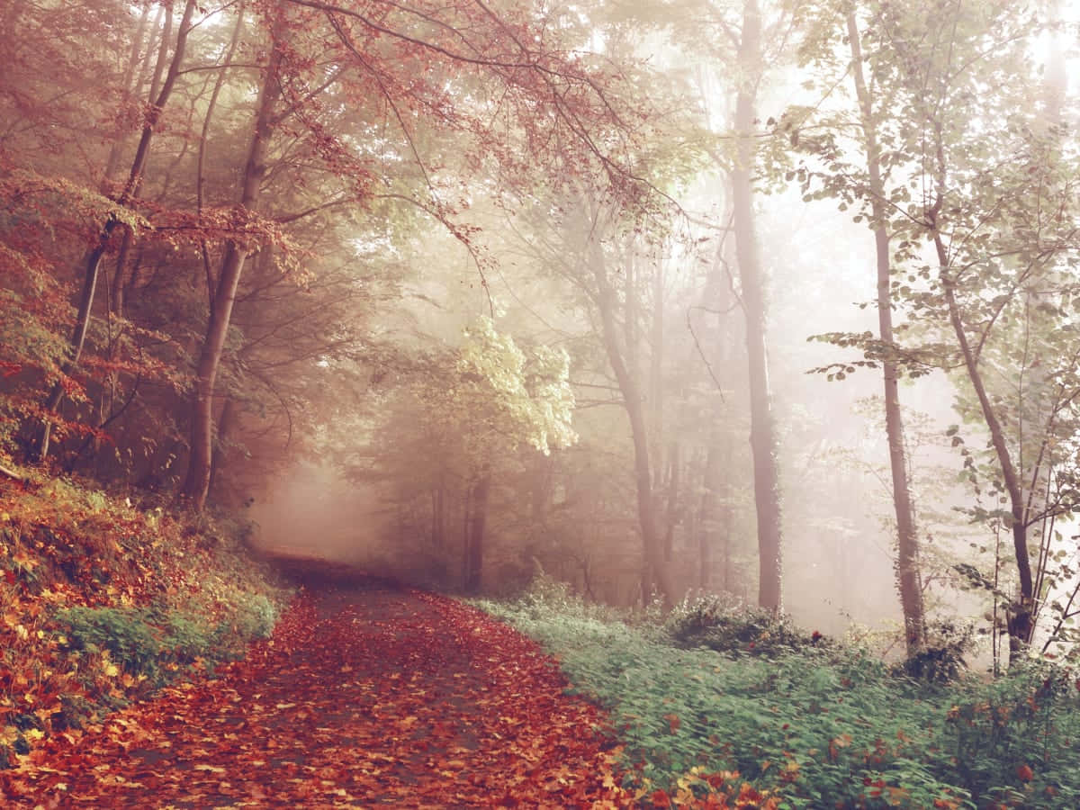 Dreamy Autumn Season Forest Background