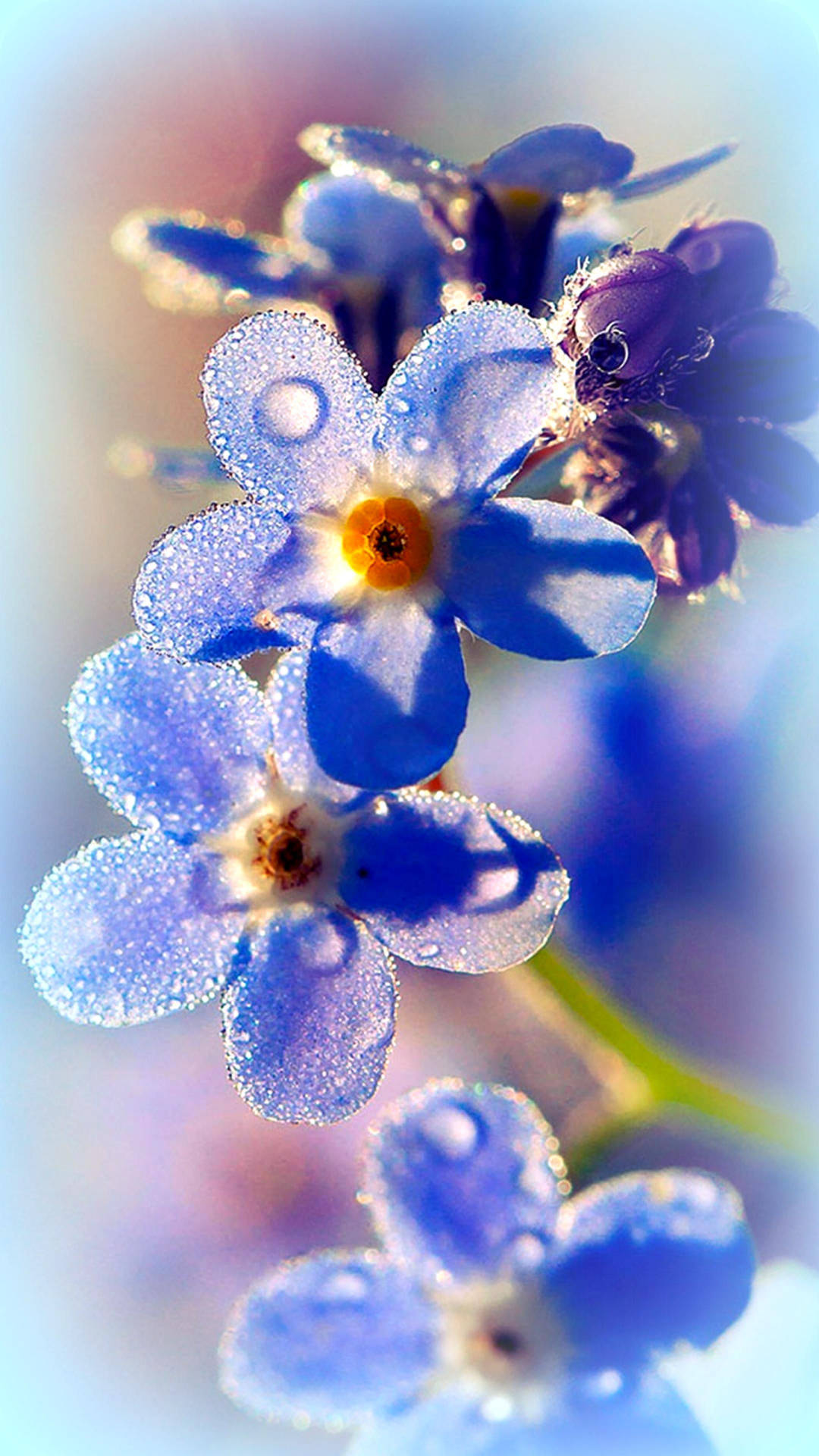 Dreamy Blooms Of Blue Forget-me-not Flowers Background