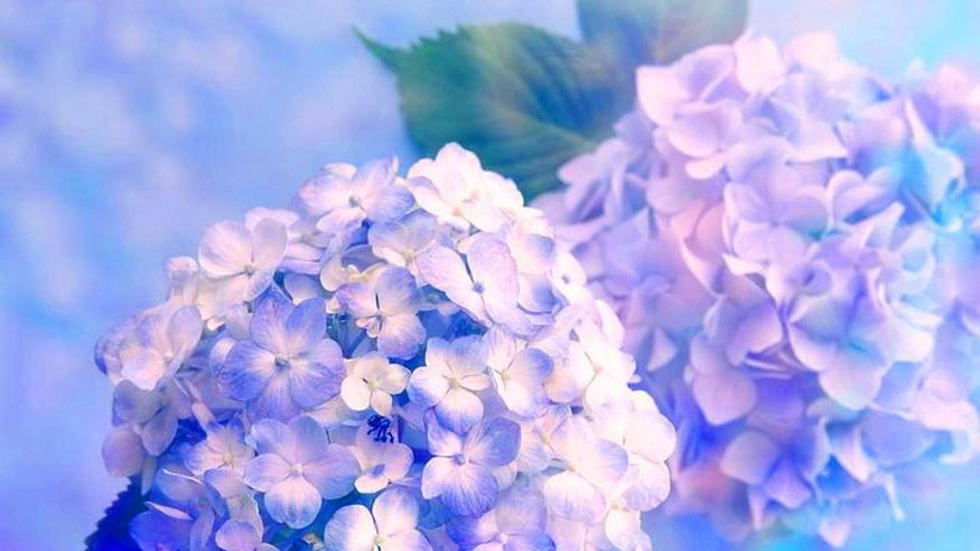 Dreamy Blue Hydrangea Close Up