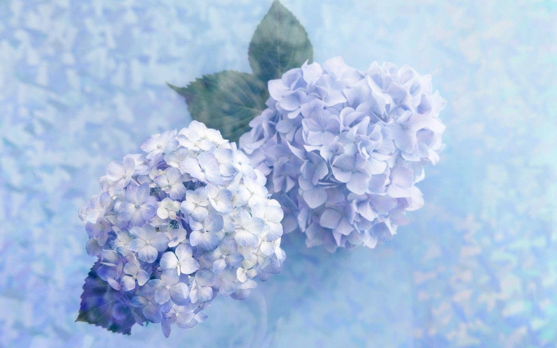 Dreamy Blue Hydrangea Flowers Background