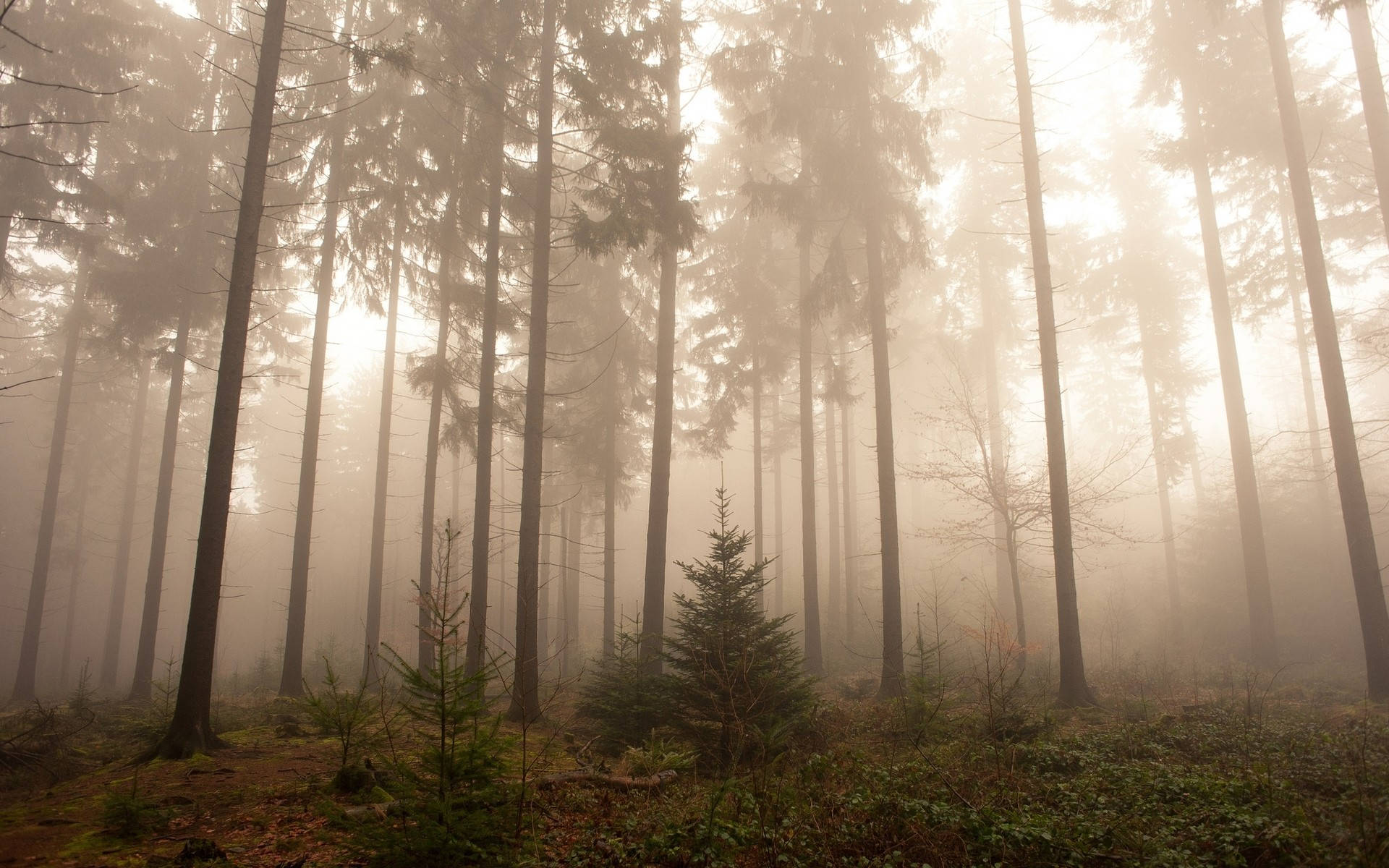 Dreamy Foggy Forest Background