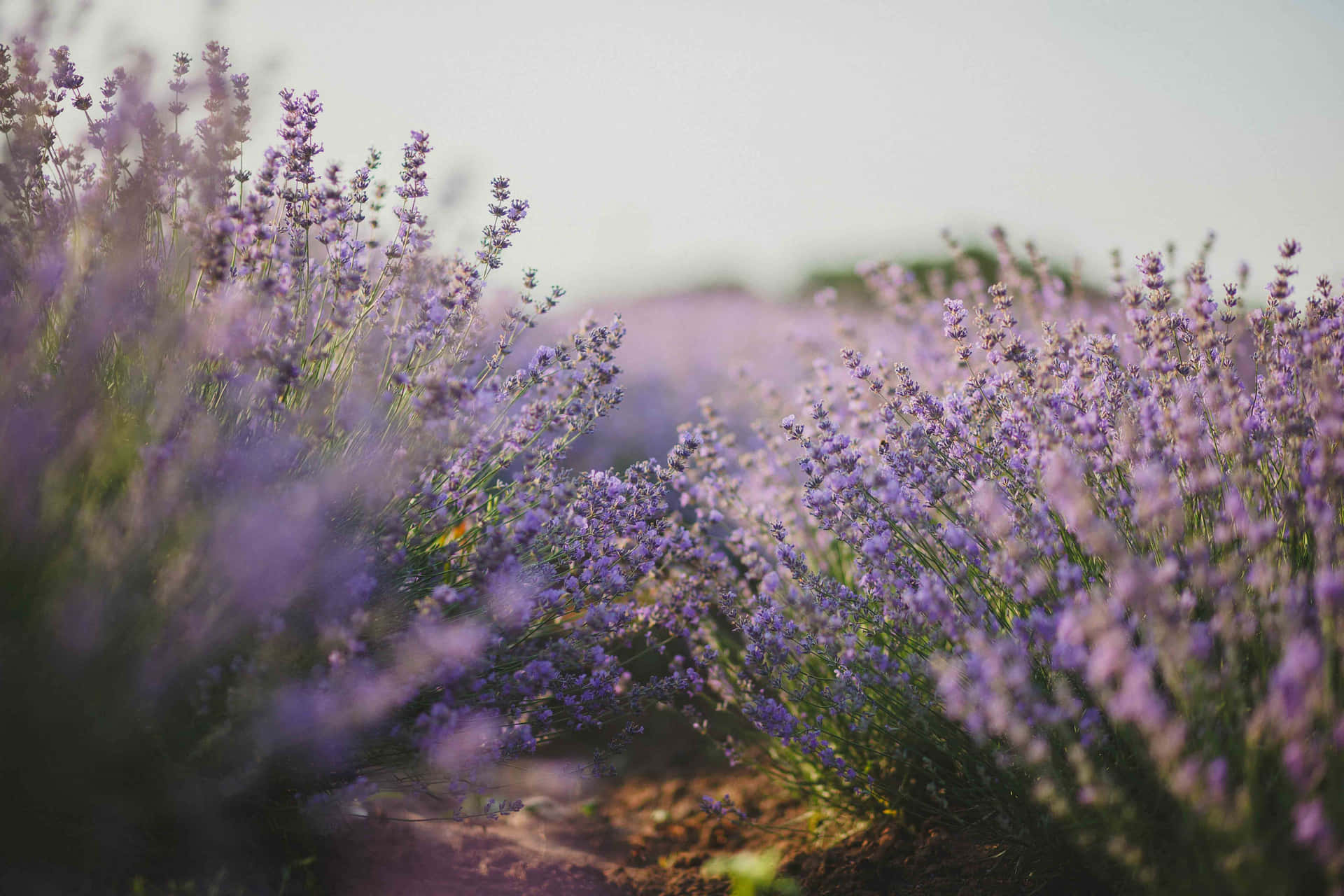 Dreamy Lavender Field Pathway Background