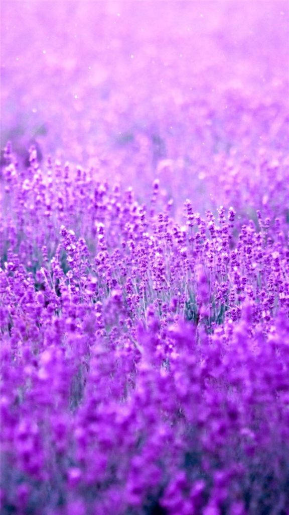 Dreamy Purple Flower Garden Background