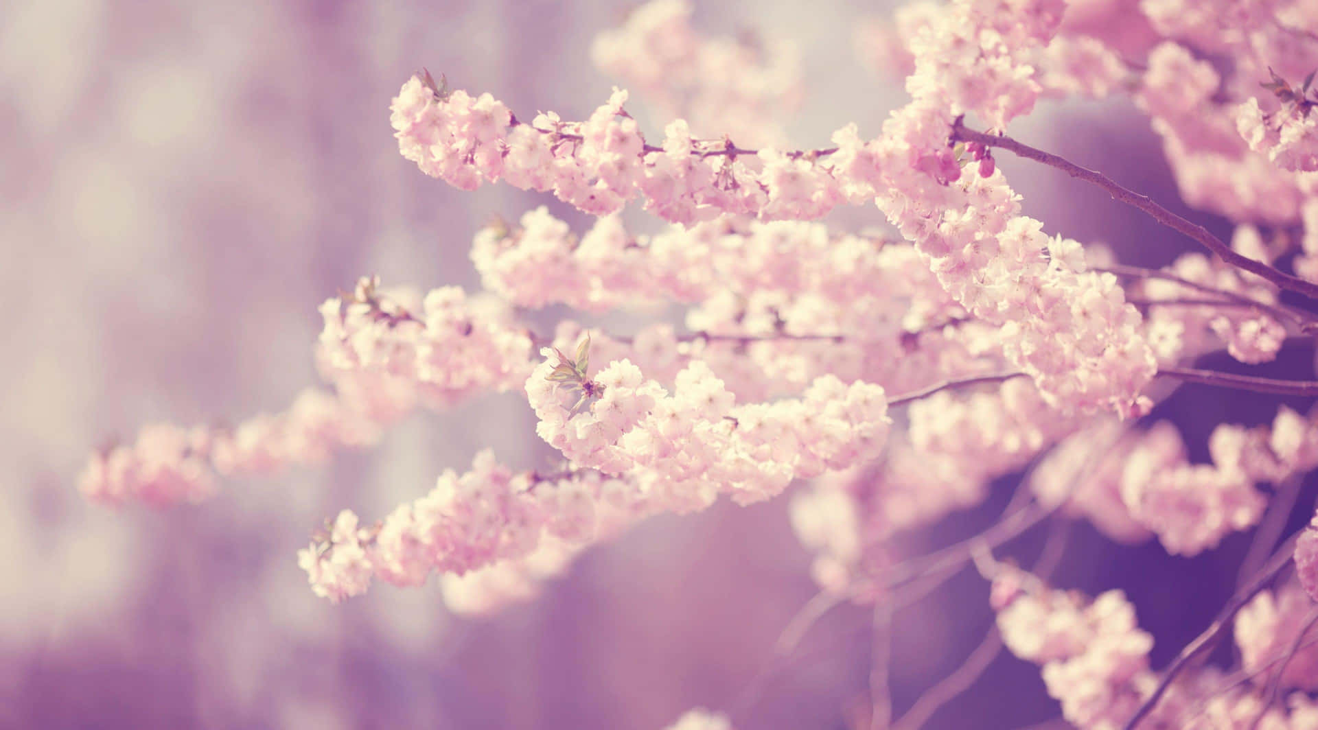 Dreamy Sakura Blossoms Background