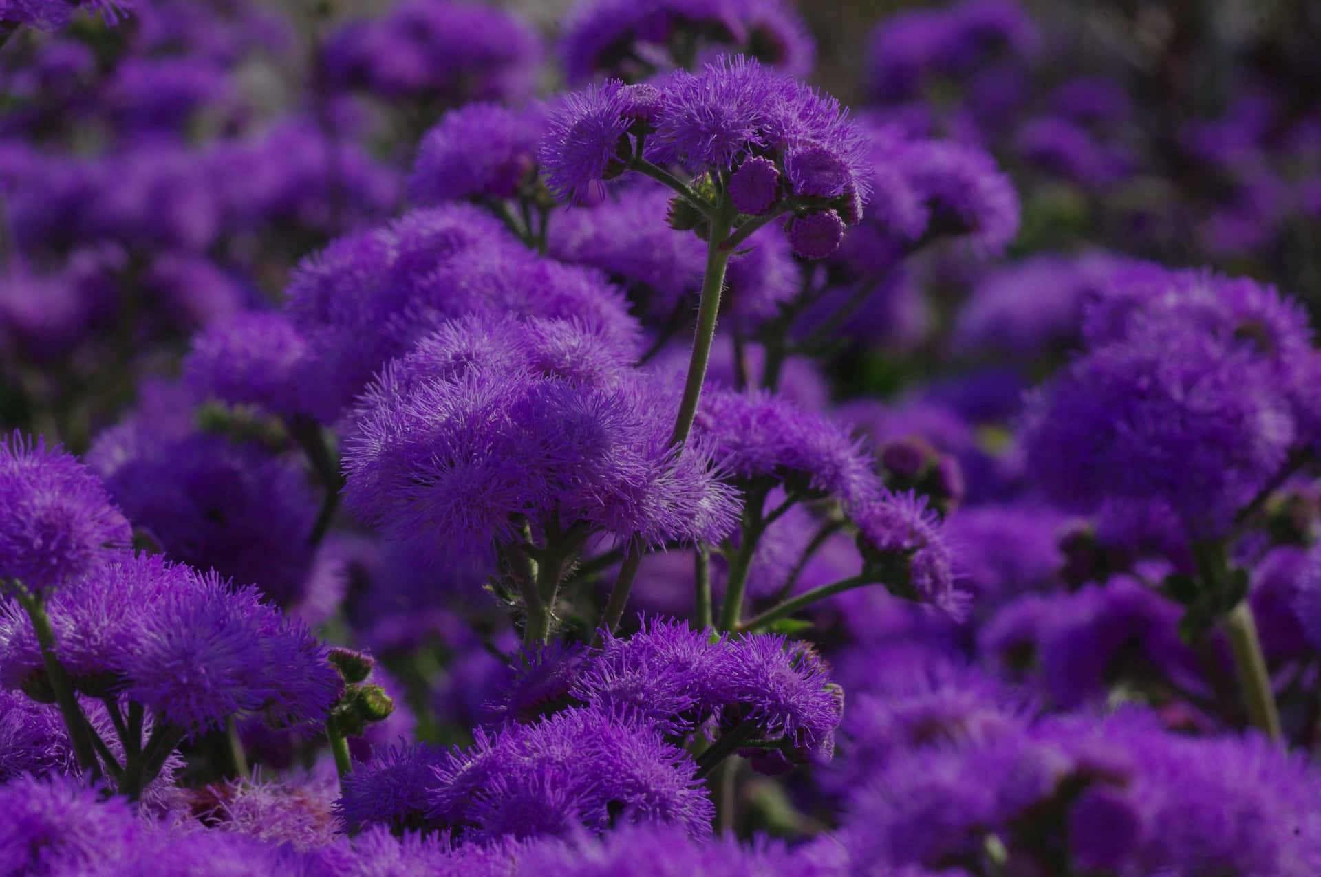 Dreamy Vibe Blue And Purple Desktop Wallpaper Background