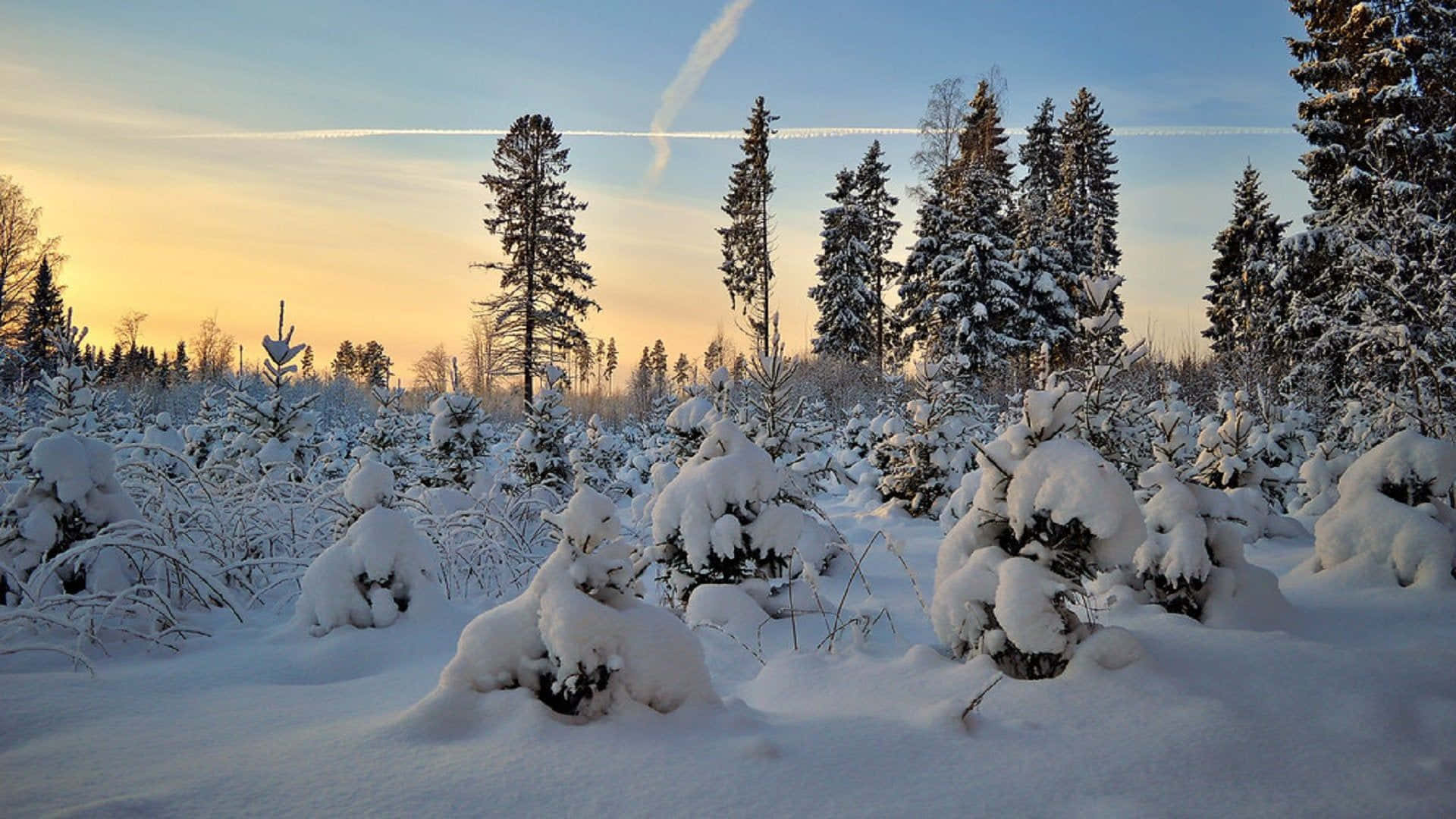 Dreamy Winter Wonderland Scene Background