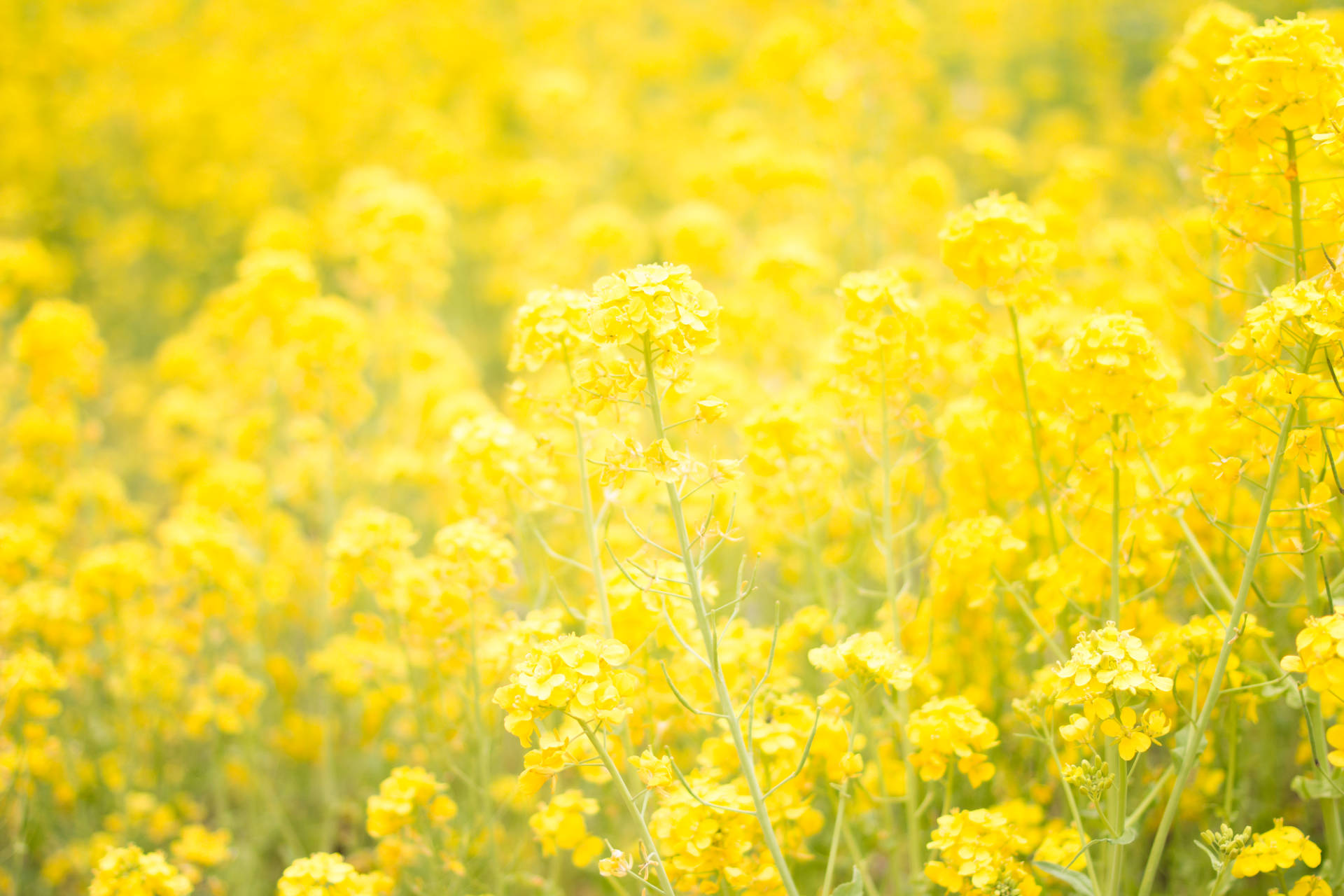 Dreamy Yellow Flower Field Background