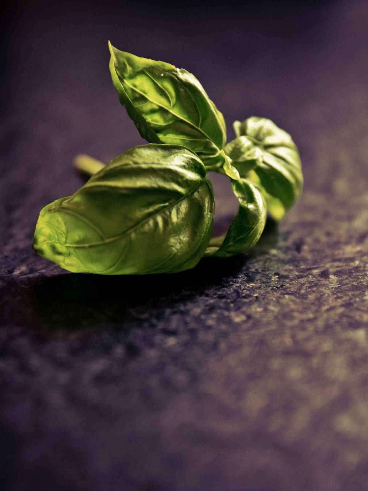 Dried Basil Herb Leaves Close Up