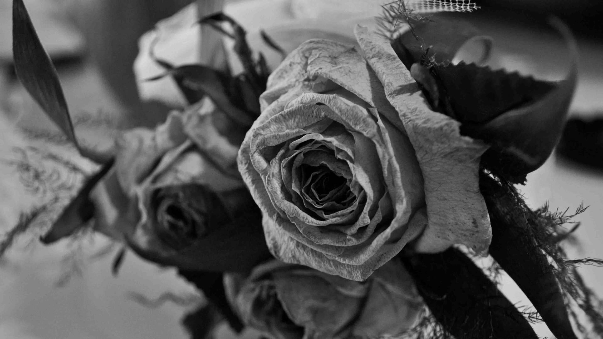 Dried Black Aesthetic Rose Background