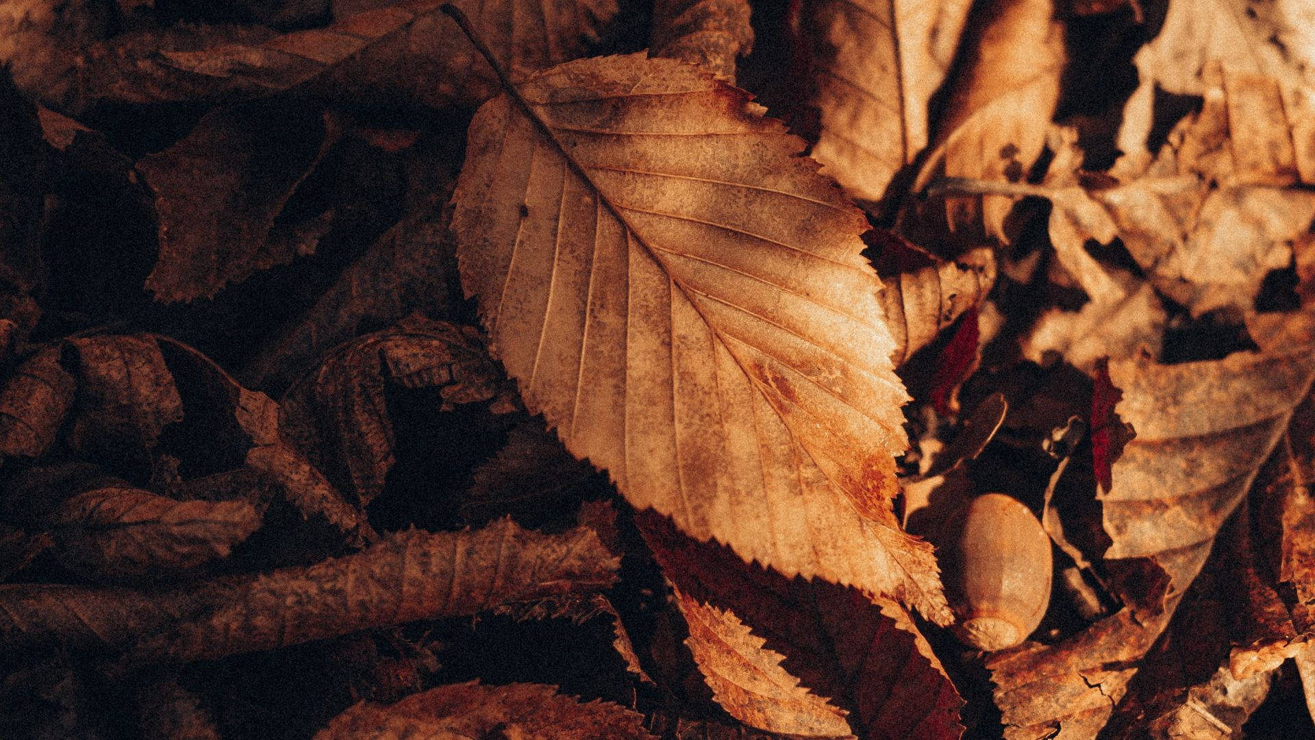 Dried Brown Aesthetic Leaves Background
