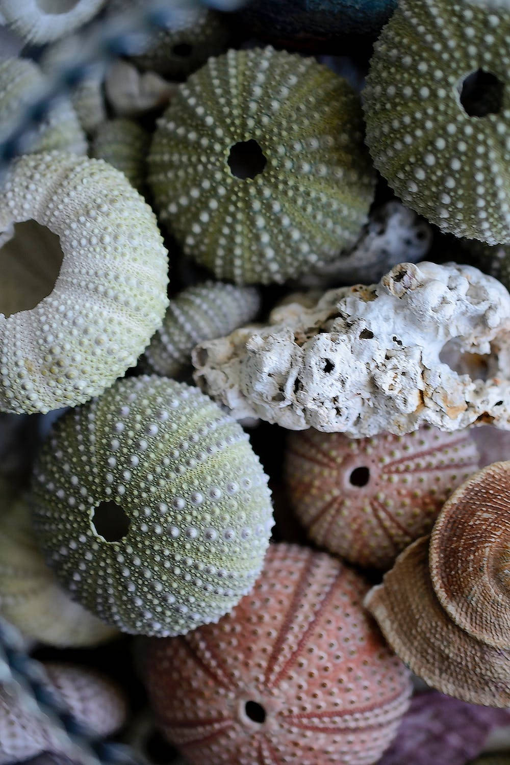 Dried Corals