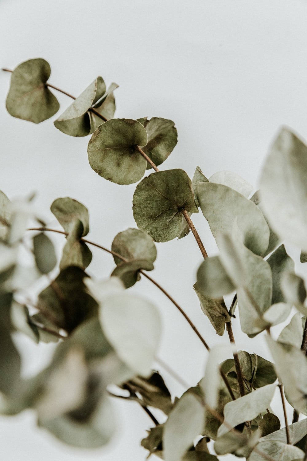 Dried Eucalyptus Leaves Background