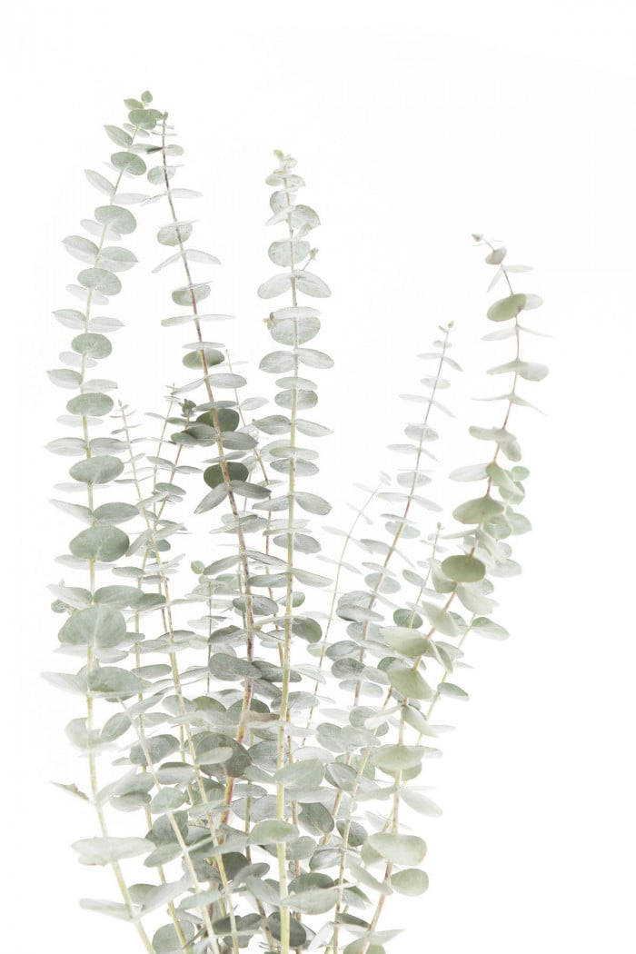 Dried Eucalyptus Plant Background