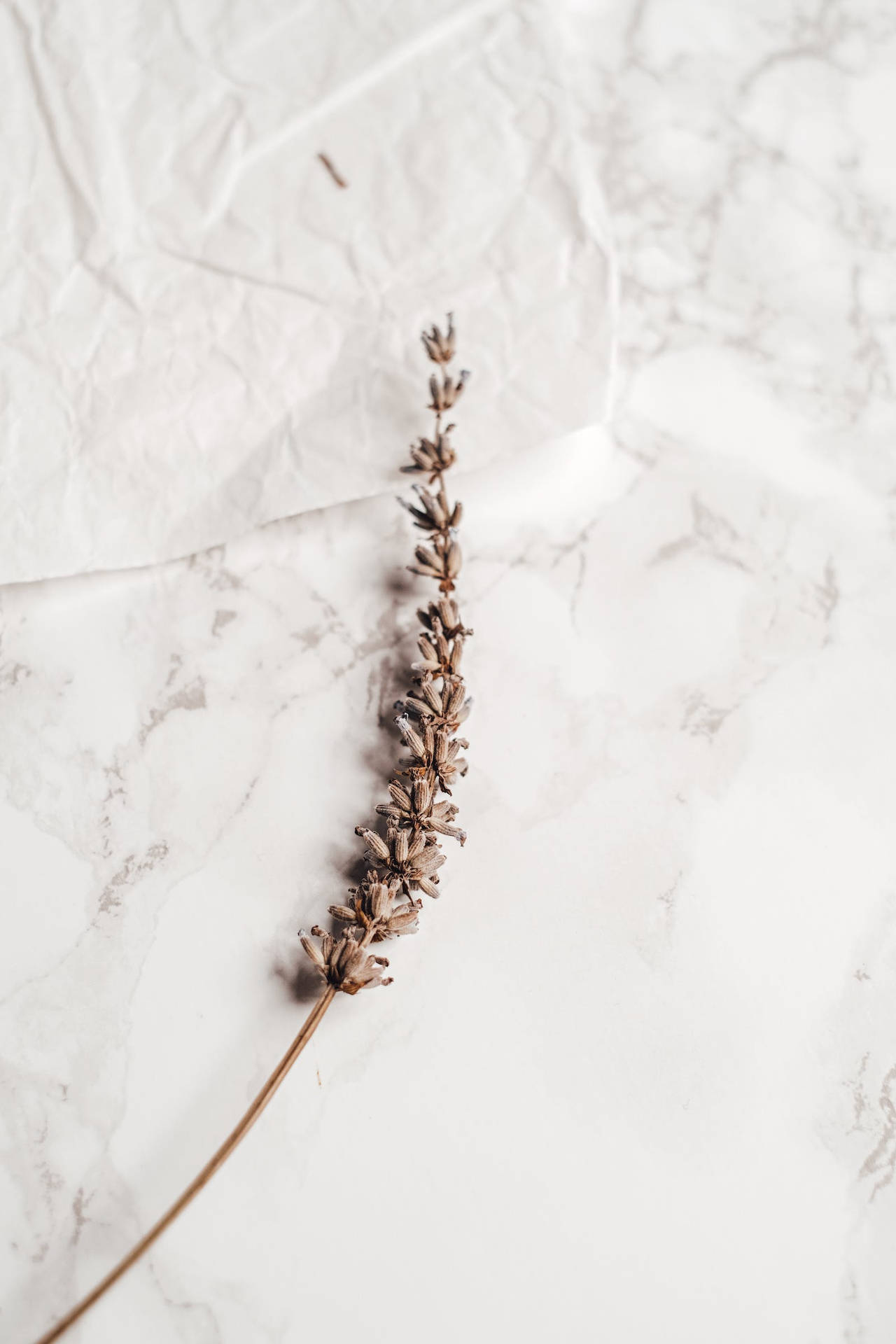 Dried Flower On Aesthetic Marble Surface Background