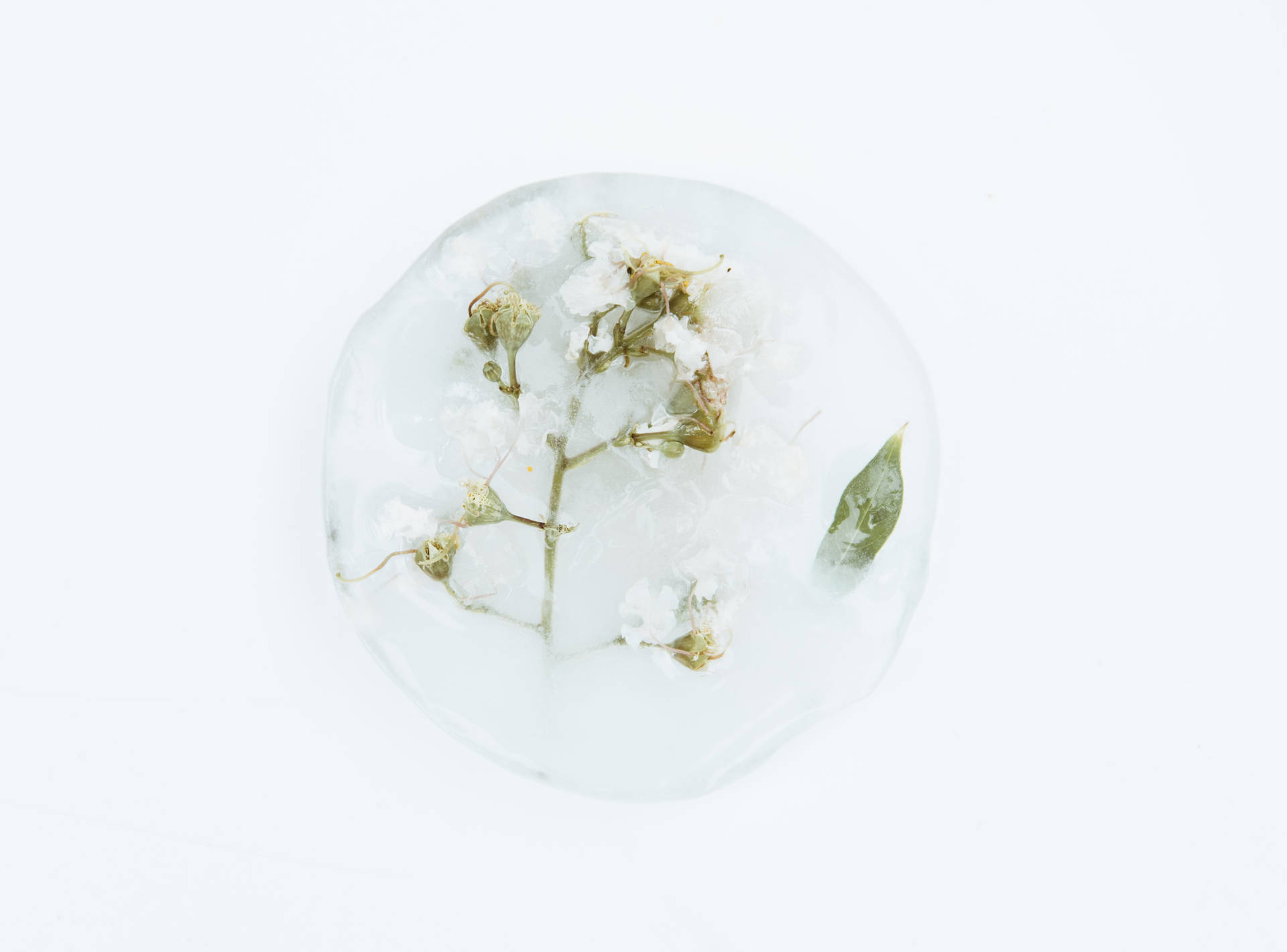Dried Flowers In White Background Background