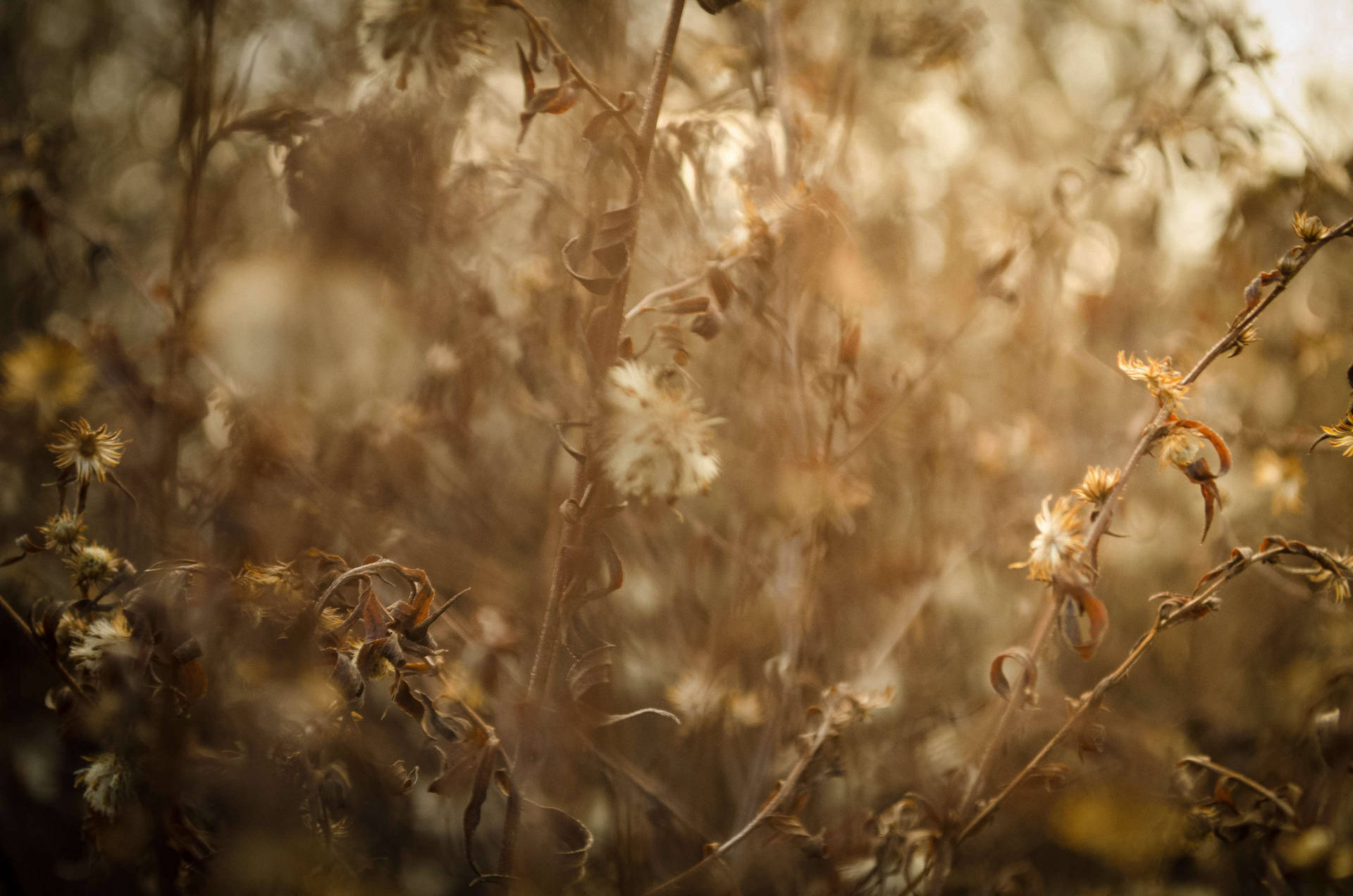 Dried Grass Adobe Photoshop